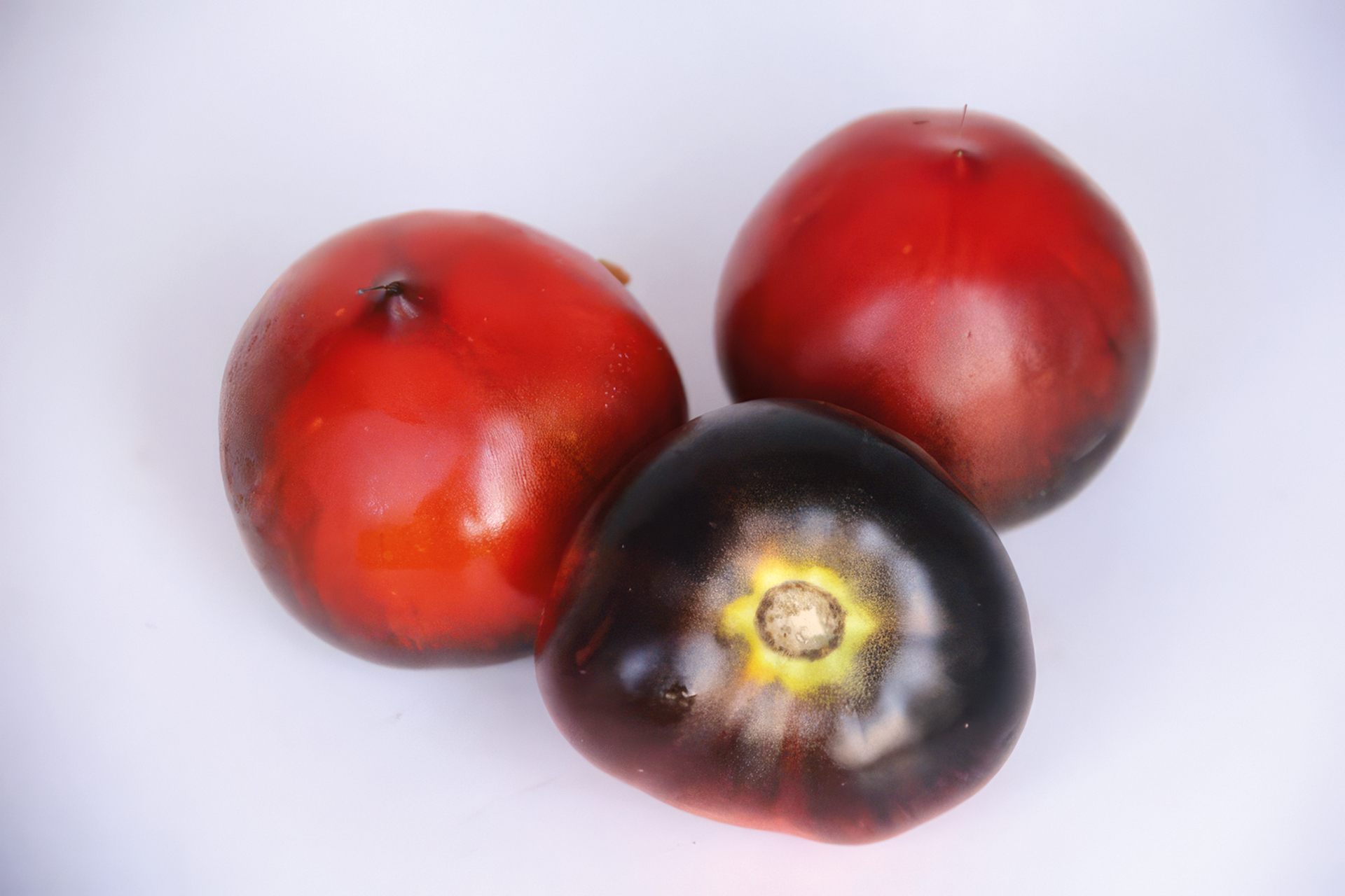 Tomate Indigo Apple