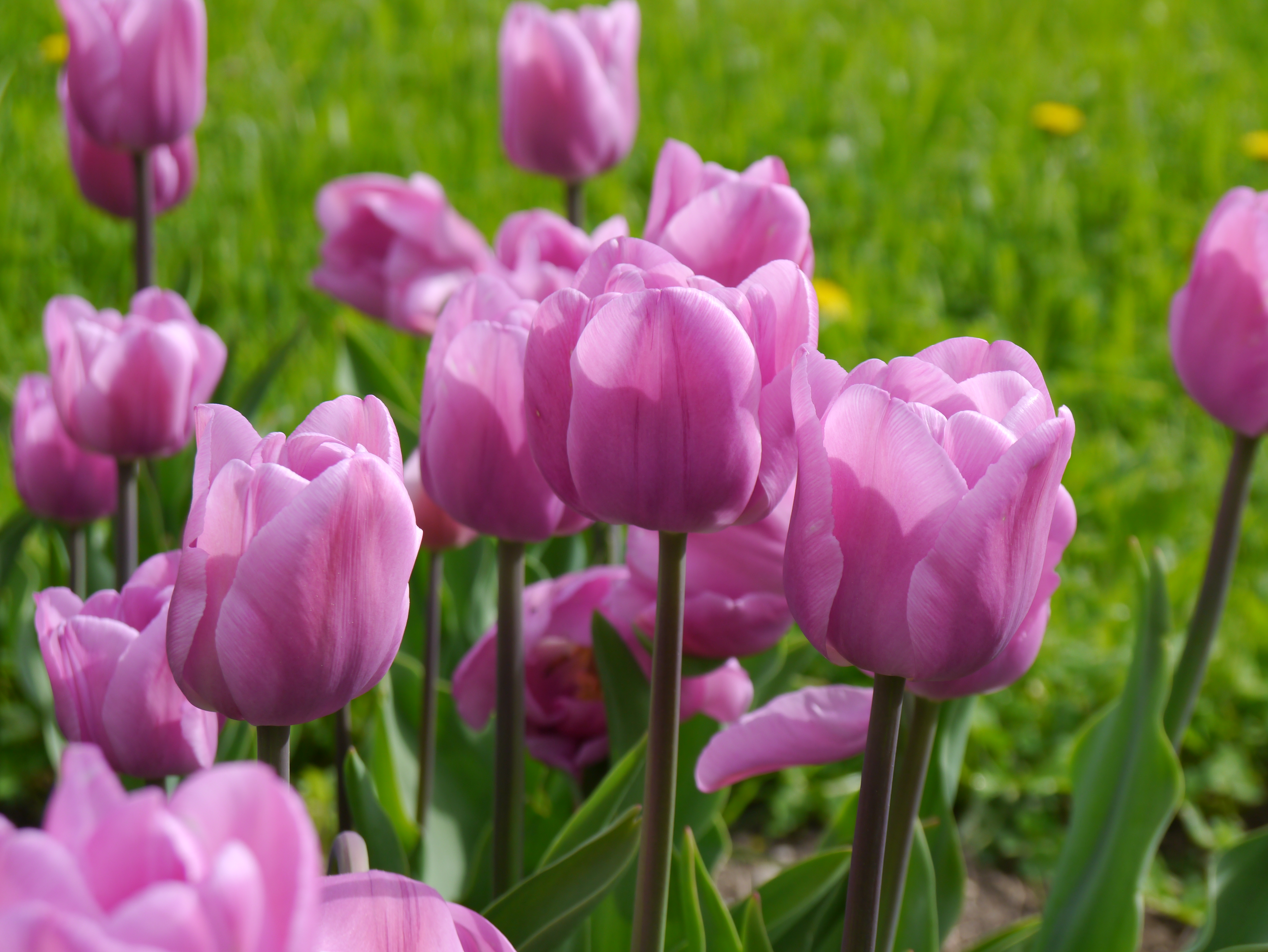 Nahaufnahme mehrerer rosa Tulpen auf grünem Beet, geöffnete Blütenblätter und schlanke Stiele im Sonnenlicht
