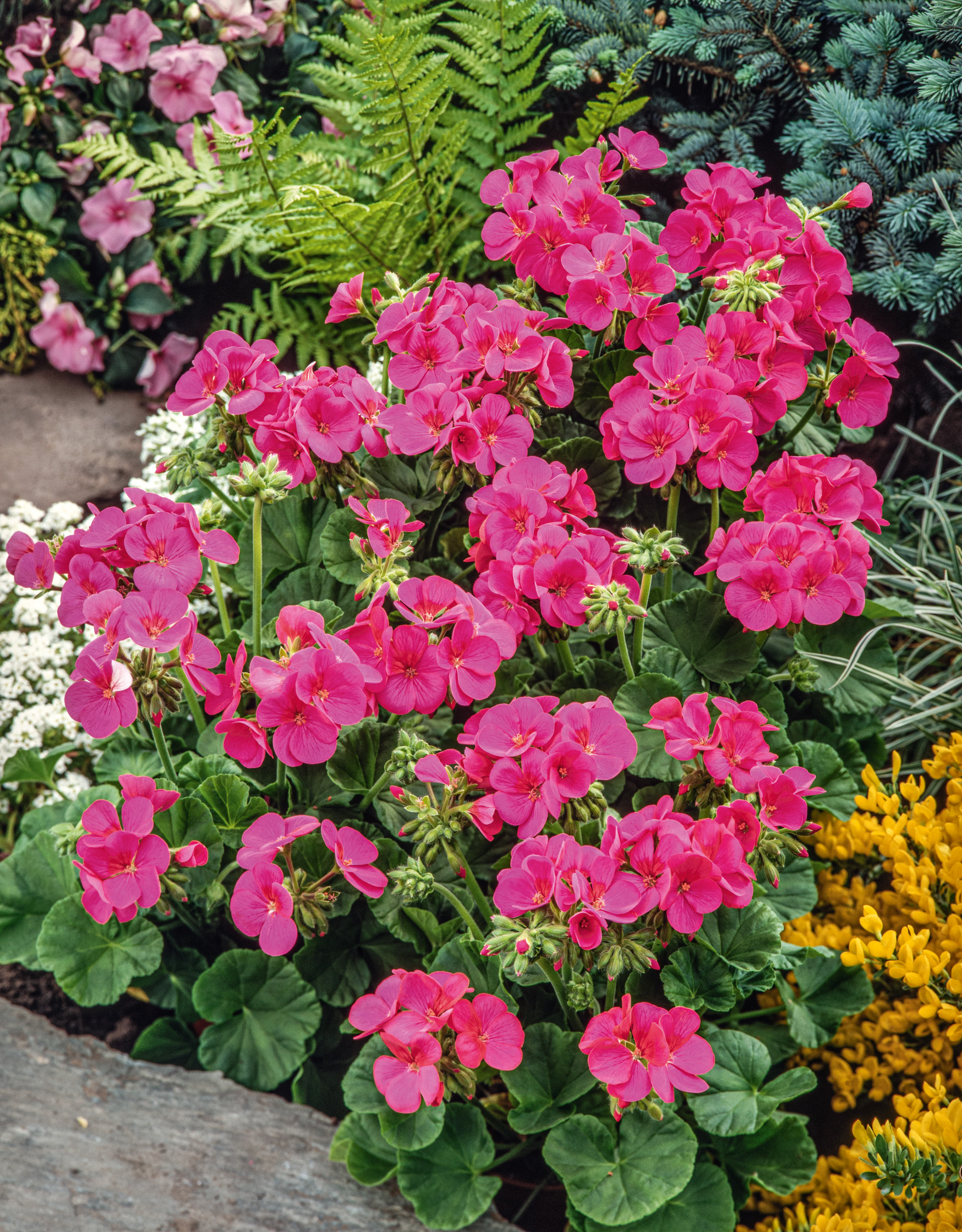 Nahaufnahme von leuchtend rosa Geranien (Pelargonien) mit runden, dunkelgrünen Blättern in einem Beet, umgeben von Farnen sowie weißen und gelben Begleitpflanzen
