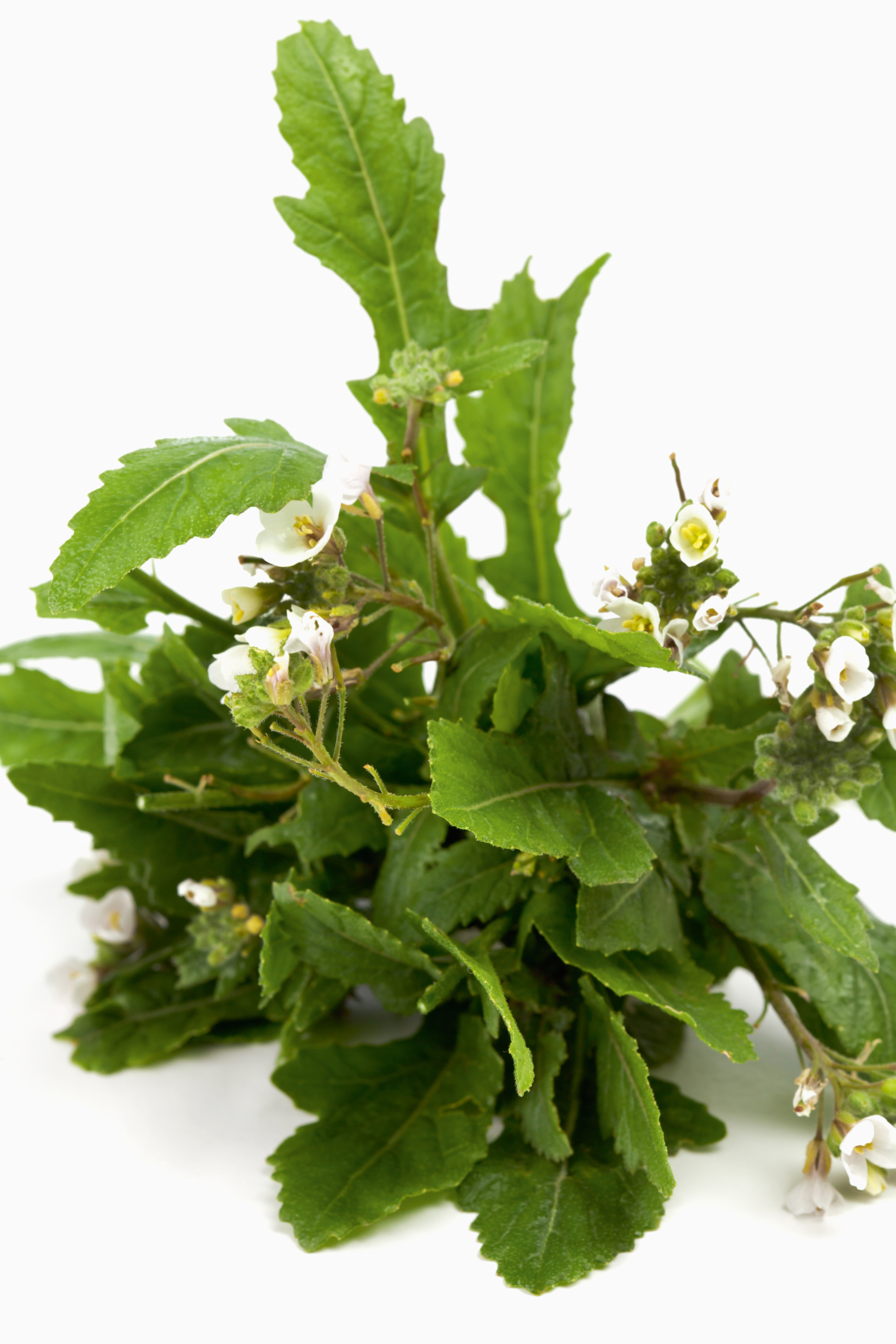 92184_Wasabi-Rauke Nahaufnahme eines dekorativen Pflanzenzweigs mit gezackten grünen Blättern und kleinen weißen Blüten vor weißem Hintergrund