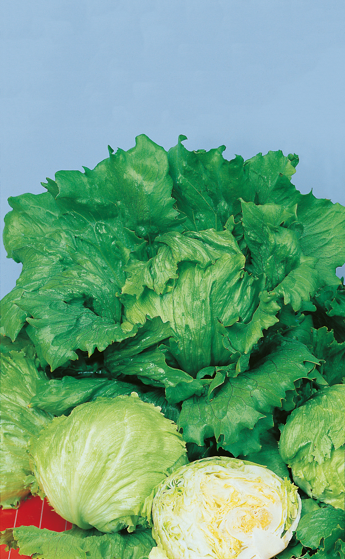 Mehrere Köpfe Eisbergsalat mit kräftig grünen Blättern, im Vordergrund ein halbierter Kopf; Aufnahme vor hellem blauem Hintergrund