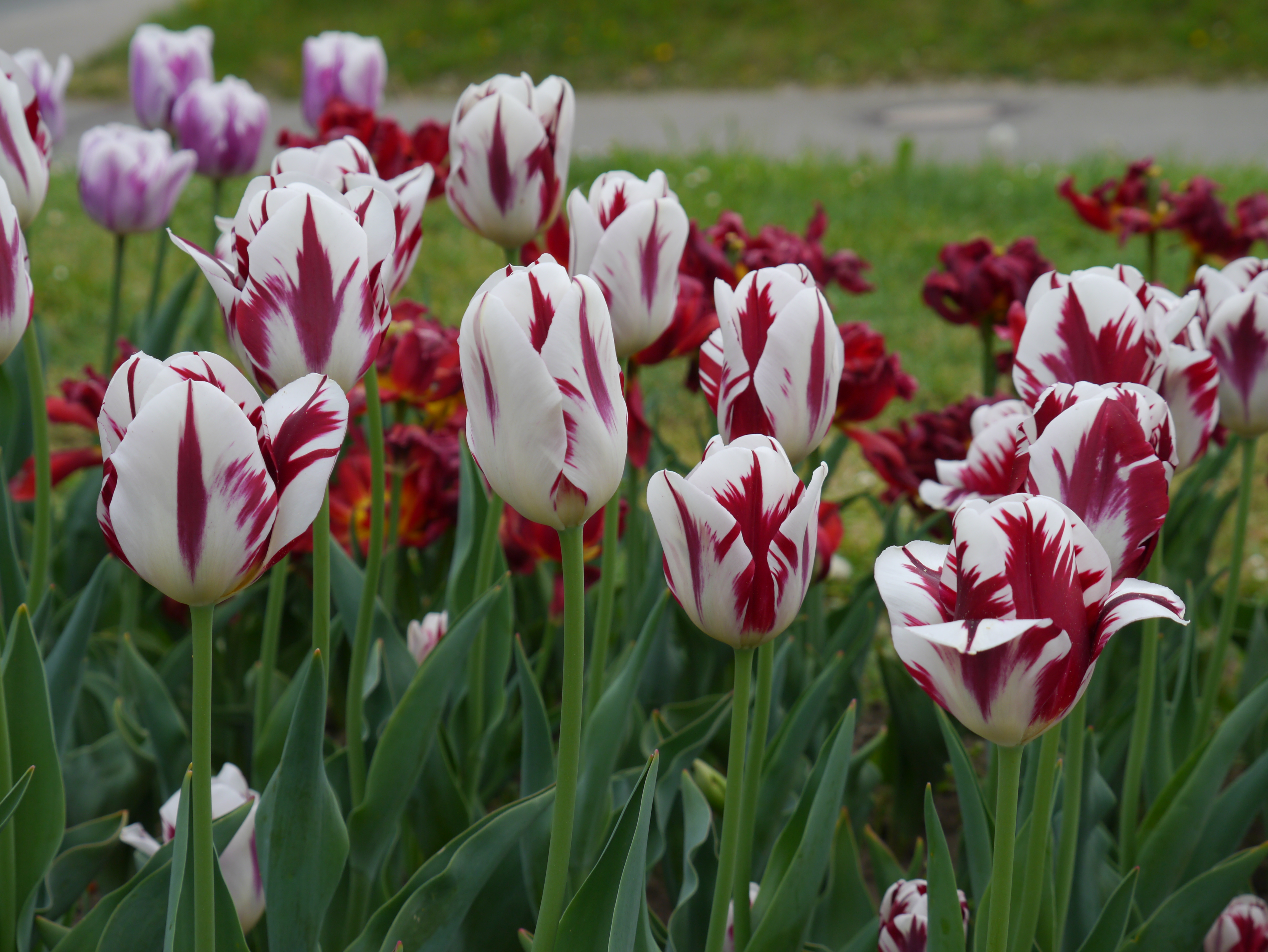 Nahaufnahme von geflammten Tulpen mit weißen Blütenblättern und roten bis bordeauxfarbenen Streifen in einem grünen Blumenbeet.