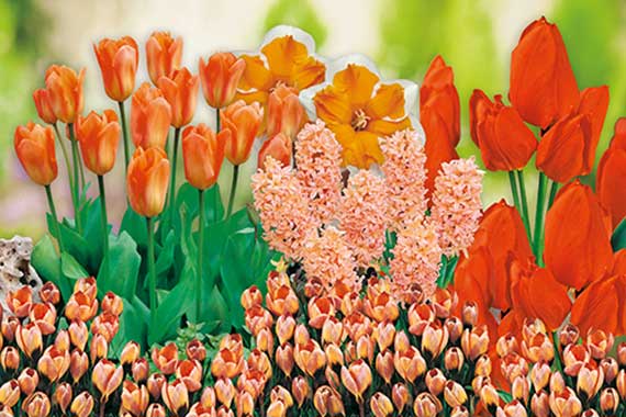 Mix Oranger Garten-9103_FM Frühlingsbeet mit orangefarbenen Tulpen, rosa Hyazinthen und gelben Primeln, dichter Blütenbestand in leuchtenden Farben