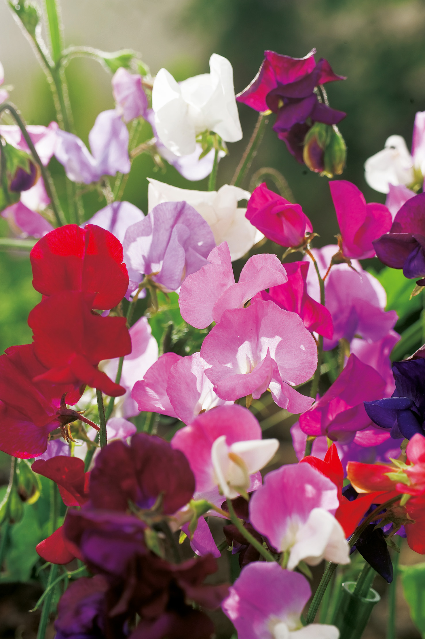 Nahaufnahme mehrerer Duftwicken (Lathyrus odoratus) in Pink, Rot, Lila und Weiß, zarte Blüten und grüne Stängel, sonnig beleuchtet