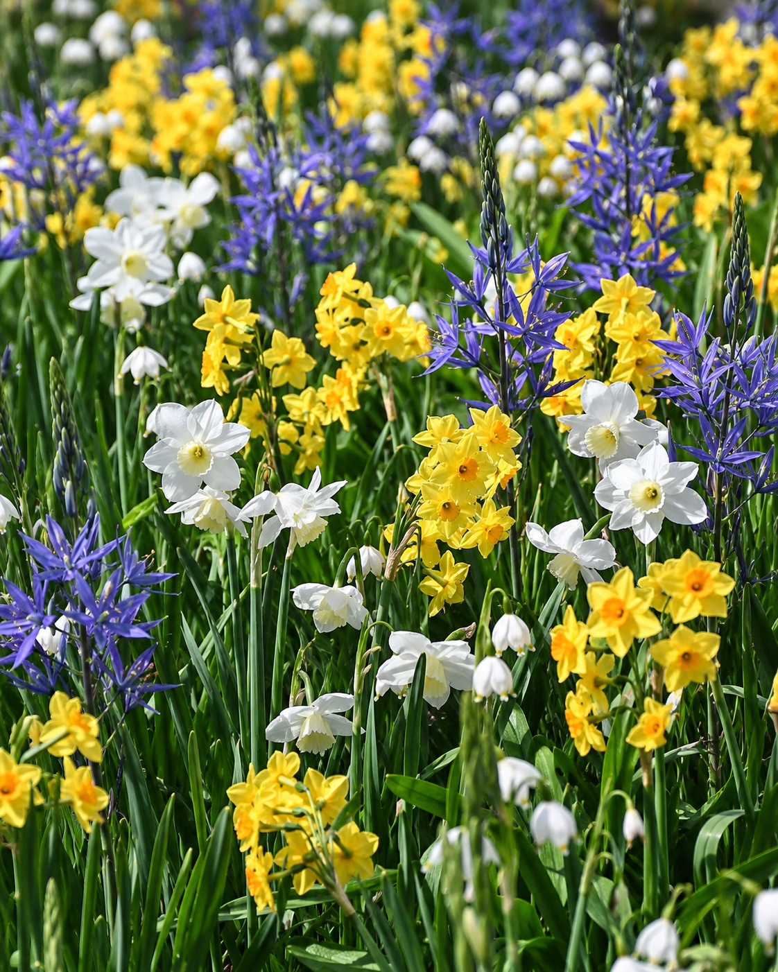 Blumenzwiebel-Mischung Stadtgold Frühling