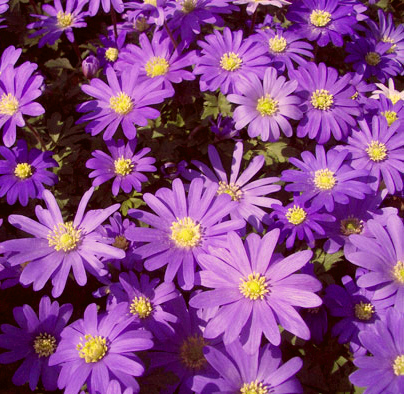 Nahaufnahme violetter Frühlingsblumen mit gelben Zentren auf dichtem Blütenteppich