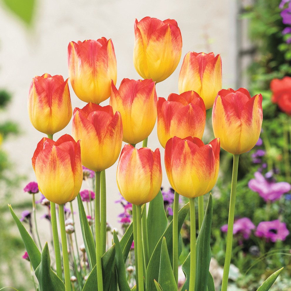 Nahaufnahme gelb-roter Tulpen mit roten Spitzen vor unscharfem Garten- und Blumenhintergrund