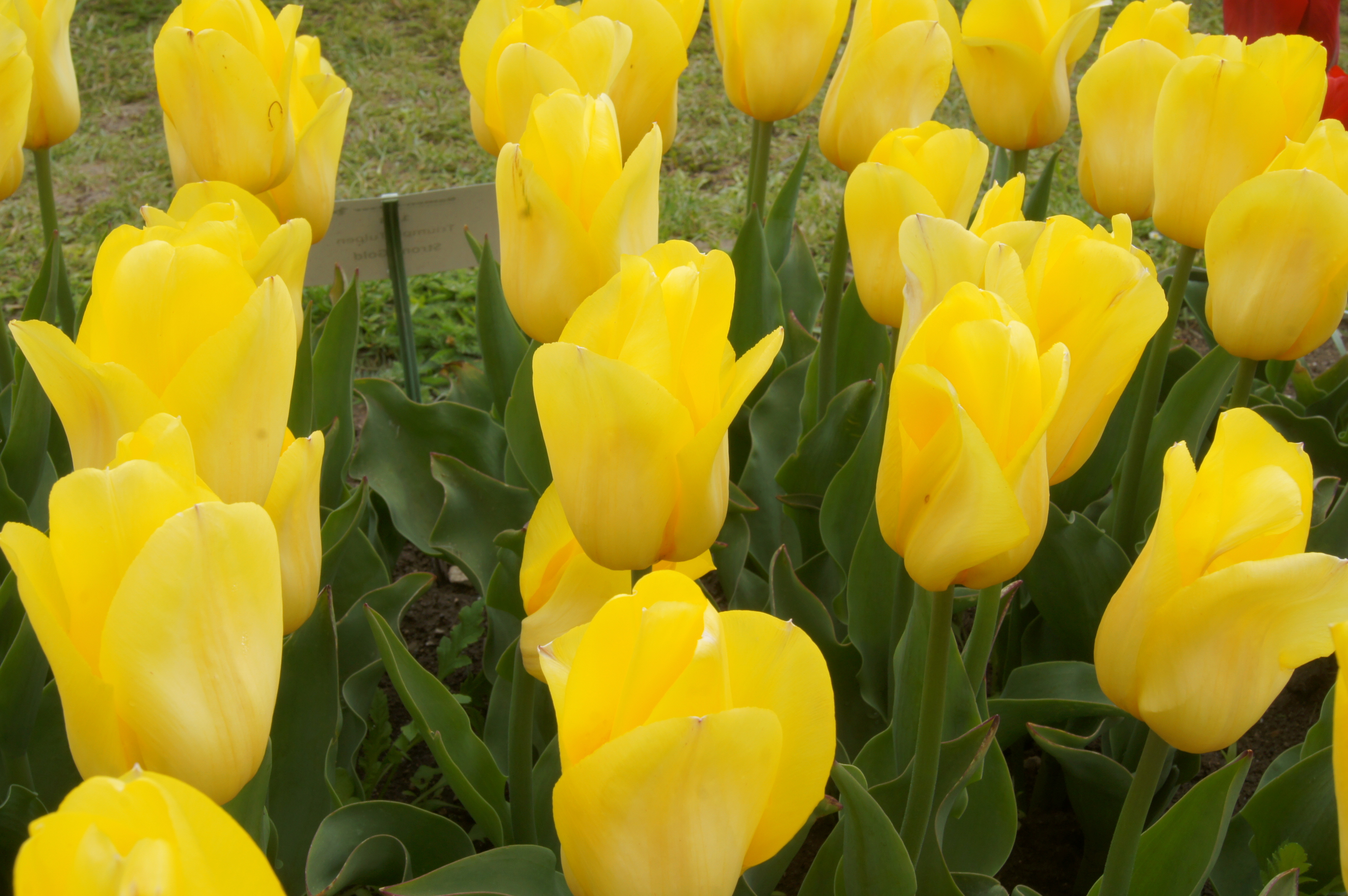 Nahaufnahme mehrerer leuchtend gelber Tulpen in einem Blumenbeet mit grünen Blättern