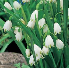 Nahaufnahme von Märzenbechern (Leucojum) mit weißen, glockenförmigen Blüten und grünen Spitzen zwischen schmalen grünen Blättern im Garten