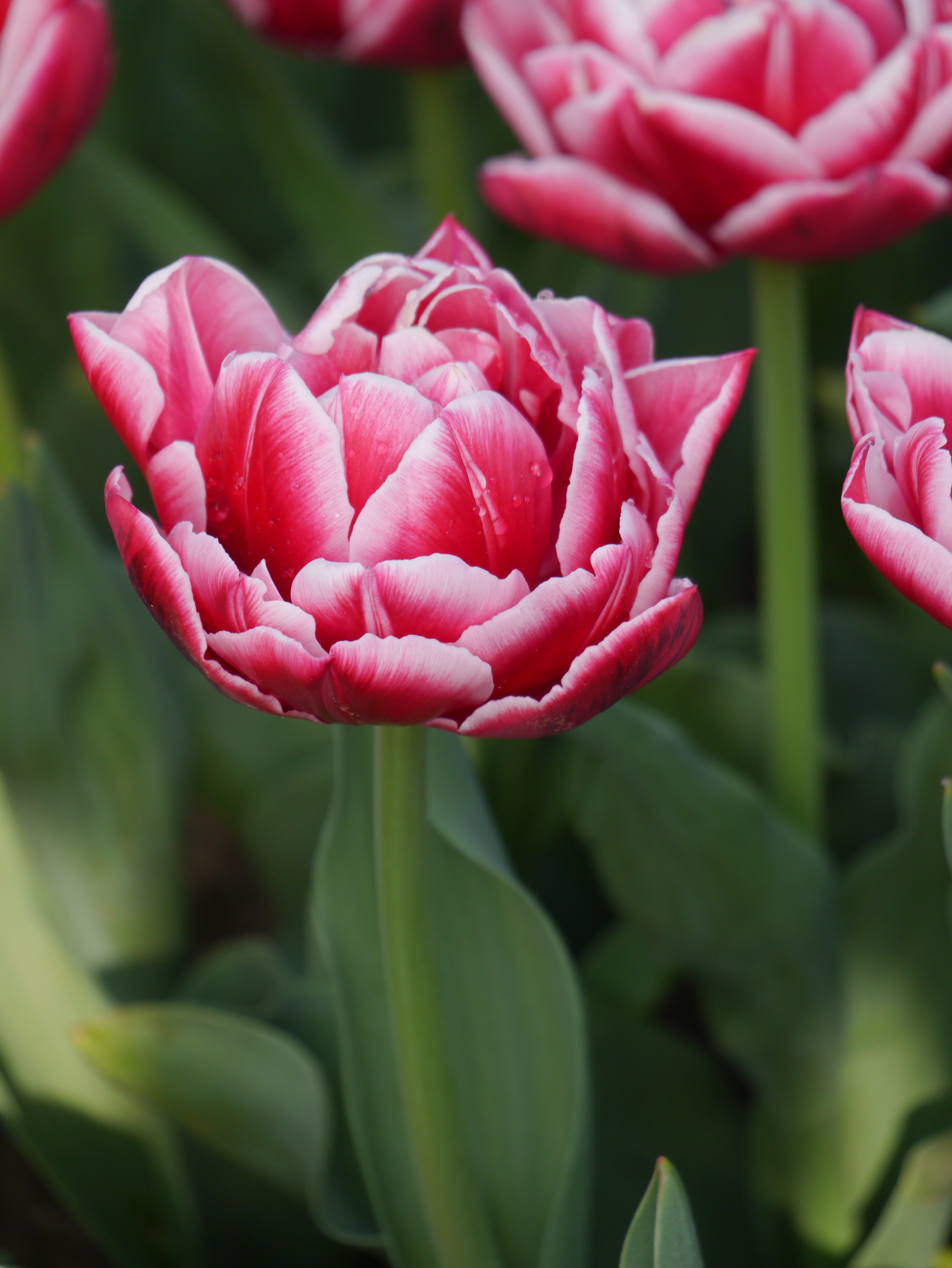 Nahaufnahme einer gefüllten rosa-weißen Tulpe mit Tautropfen auf den Blütenblättern, grünem Laub im Hintergrund