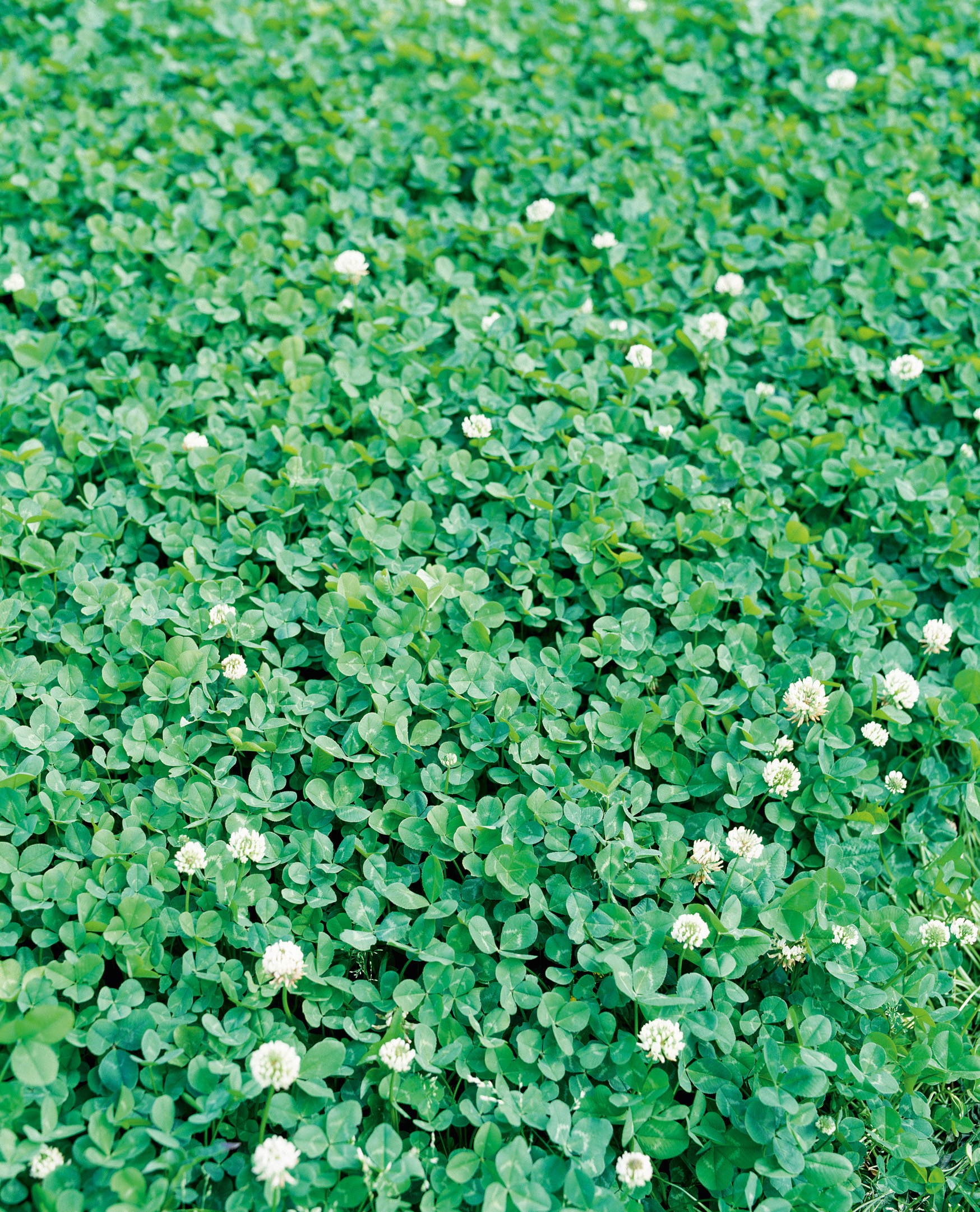 98846_Zwergklee Pipolina Dichter Bestand aus Weißklee (Trifolium repens) mit dreiblättrigen grünen Blättern und kleinen weißen Blüten als naturnahe Bodendecke