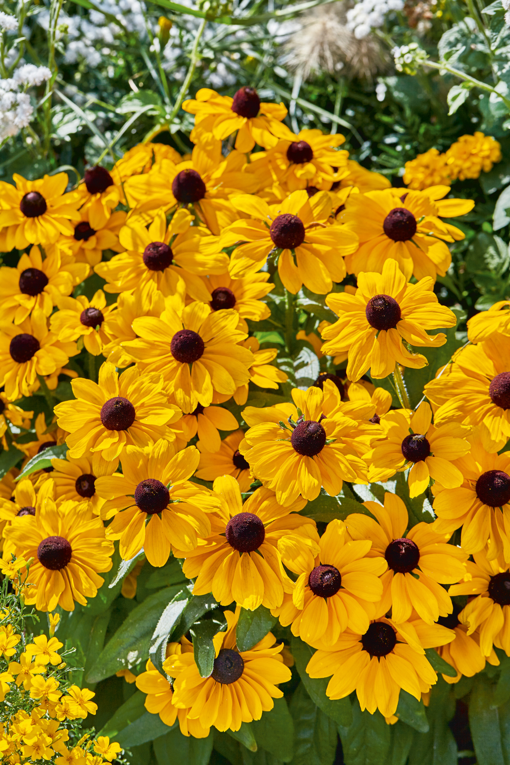 Nahaufnahme mehrerer gelber Rudbeckia (Schwarzäugige Susanne) mit dunklen braunen Blütenkernen, sommerliche Gartenpflanzen