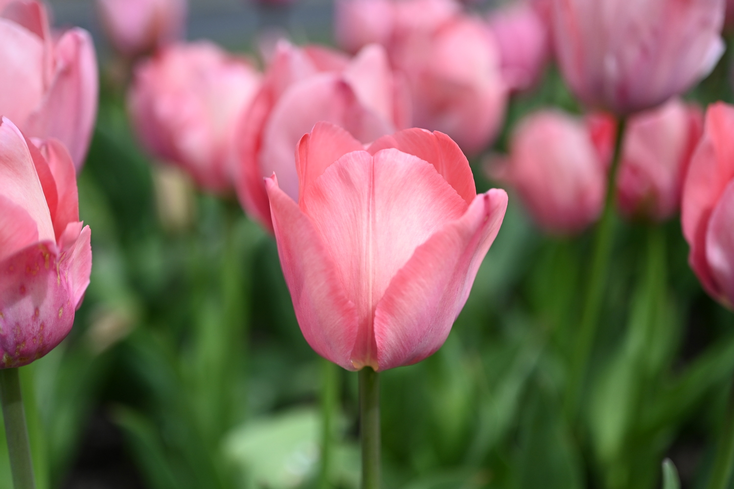 52317_Mystic_van_Eijk Nahaufnahme einer rosa Tulpe mit geöffneten Blütenblättern vor unscharfem Hintergrund aus weiteren rosa Tulpen und grünen Blättern