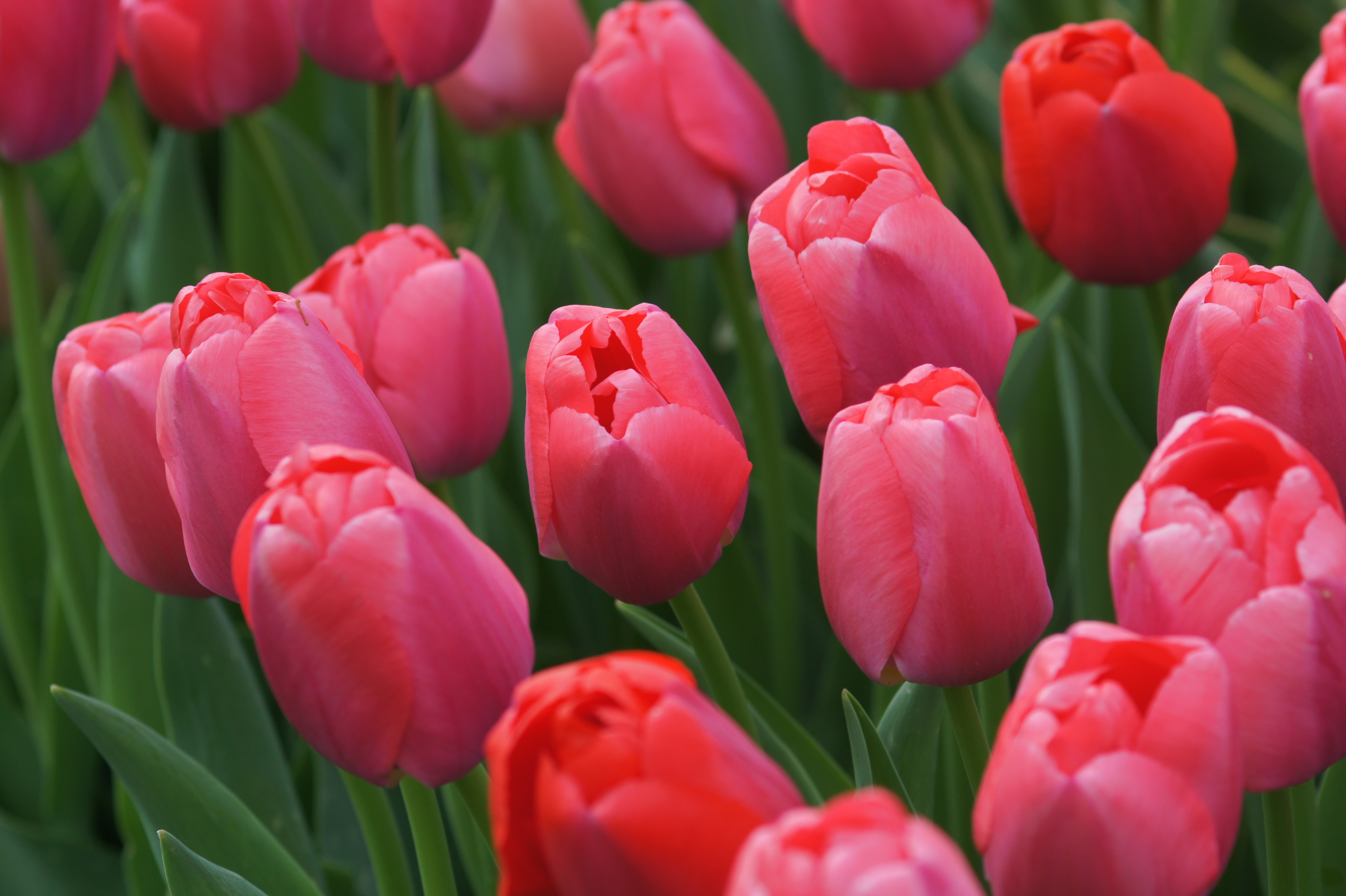 Nahaufnahme mehrerer rosa und roter Tulpen mit grünen Blättern im Beet