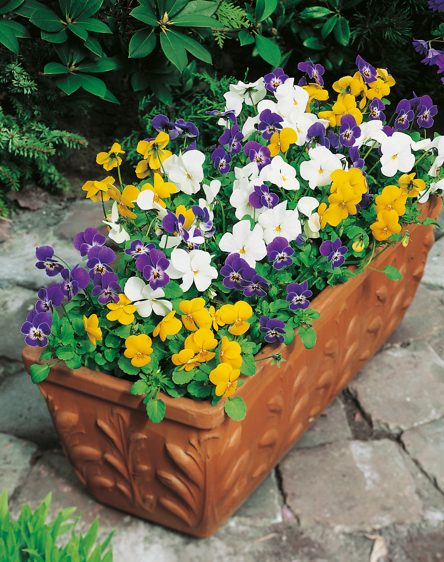 Rechteckiger Terrakotta-Blumenkasten mit bunten Hornveilchen in Violett, Weiß und Gelb auf gepflastertem Weg