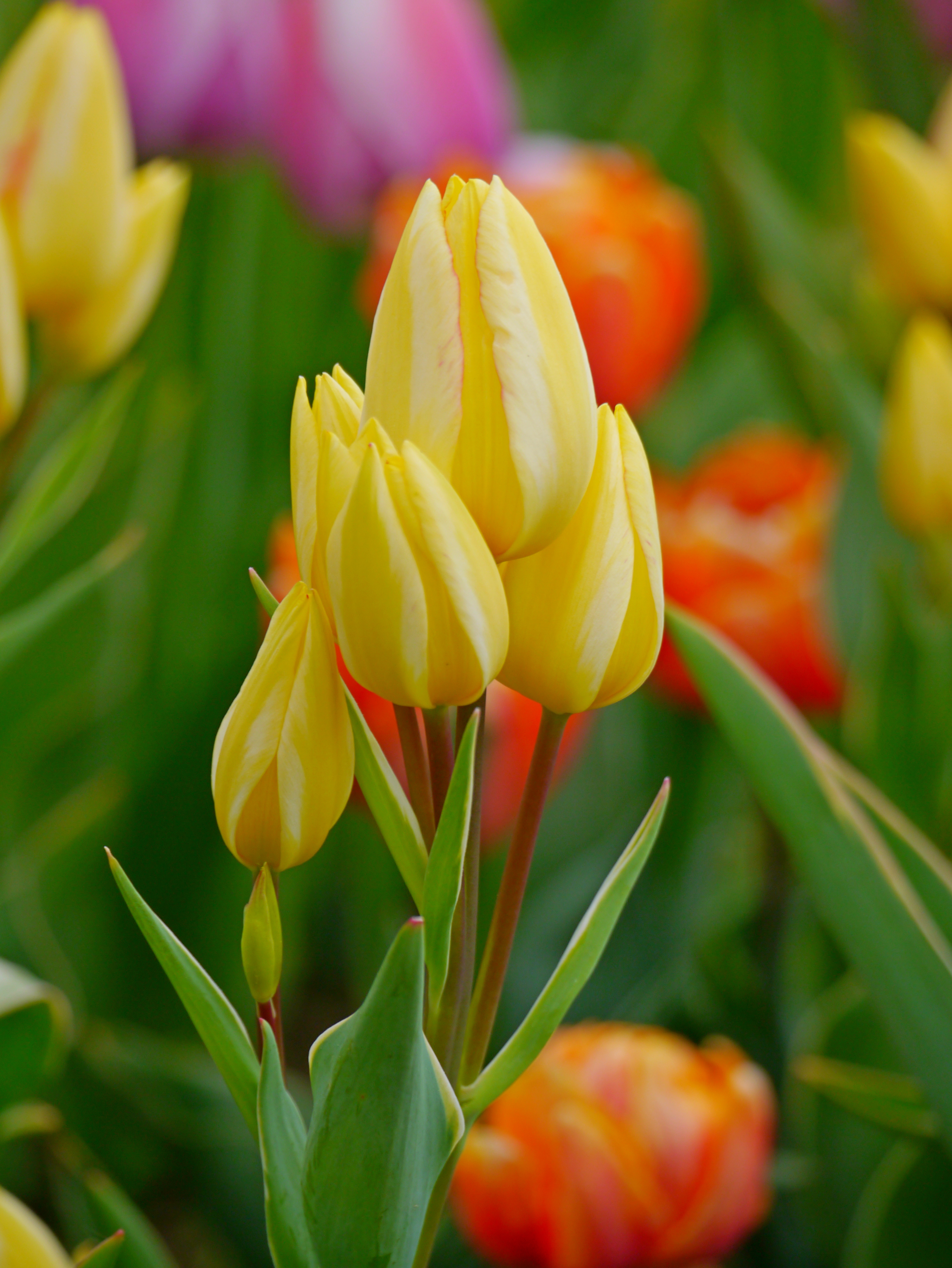 Nahaufnahme mehrerer gelber Tulpenknospen und -blüten vor unscharfem, grün-orangefarbenem Blumenbeet