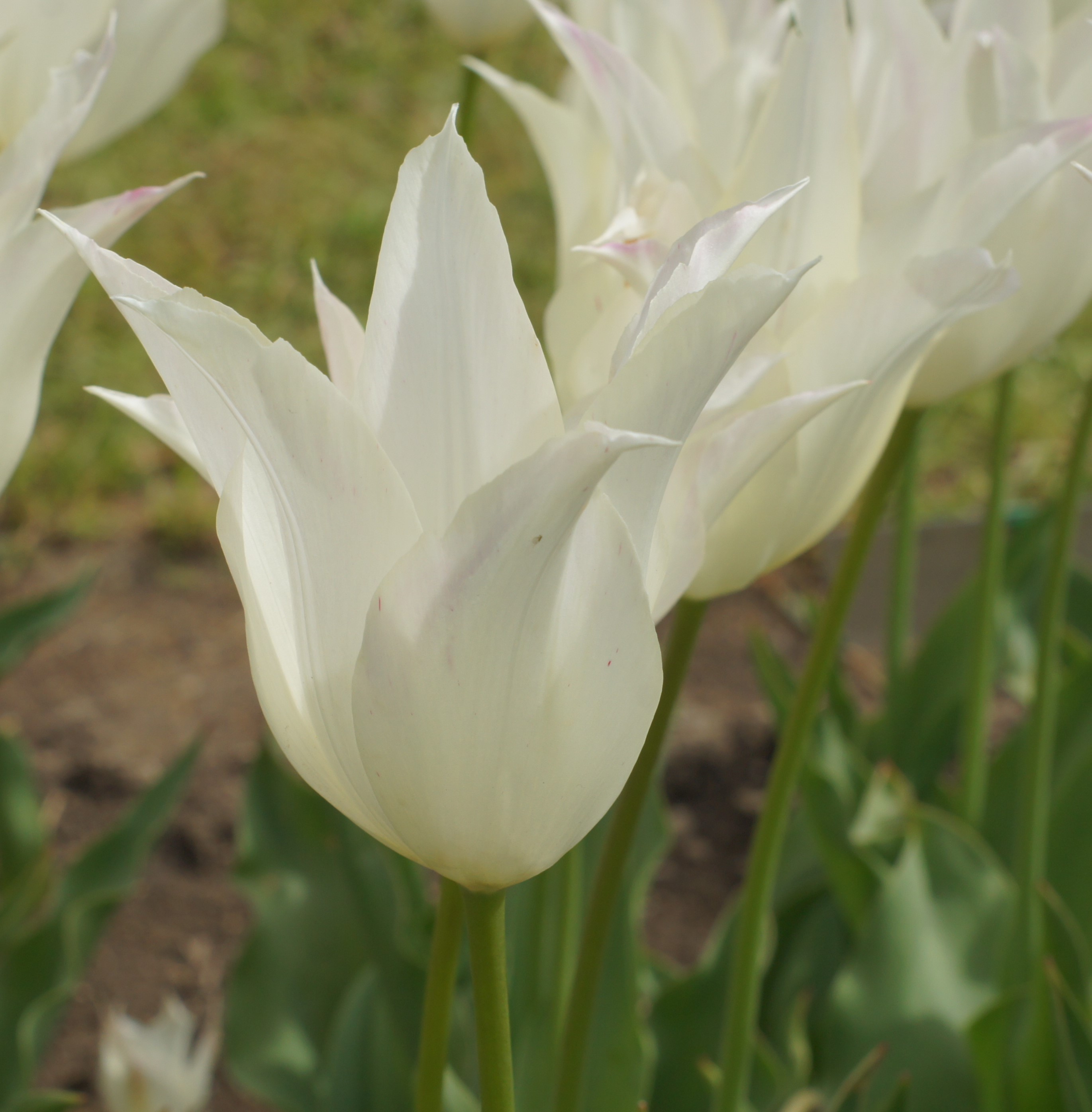 Nahaufnahme einer weißen Tulpe mit spitzen Blütenblättern im Blumenbeet