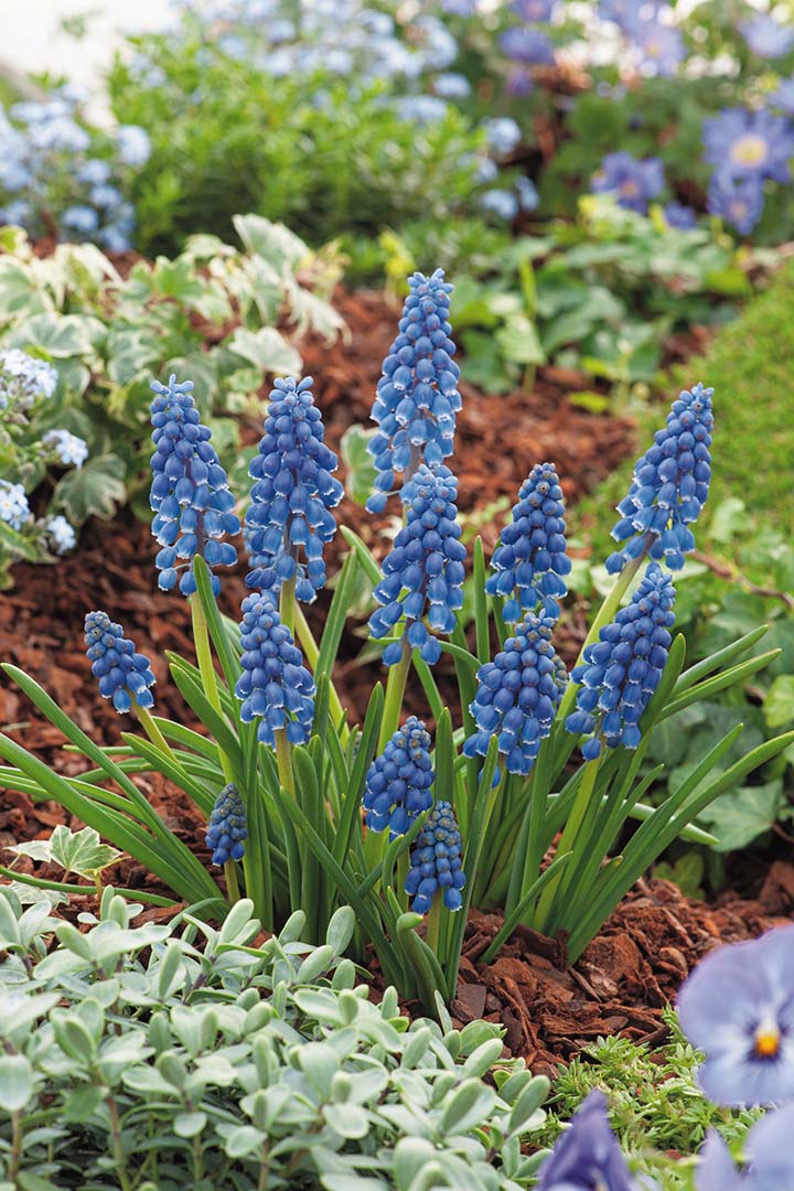 Muscari armeniacum Christmas Pearl