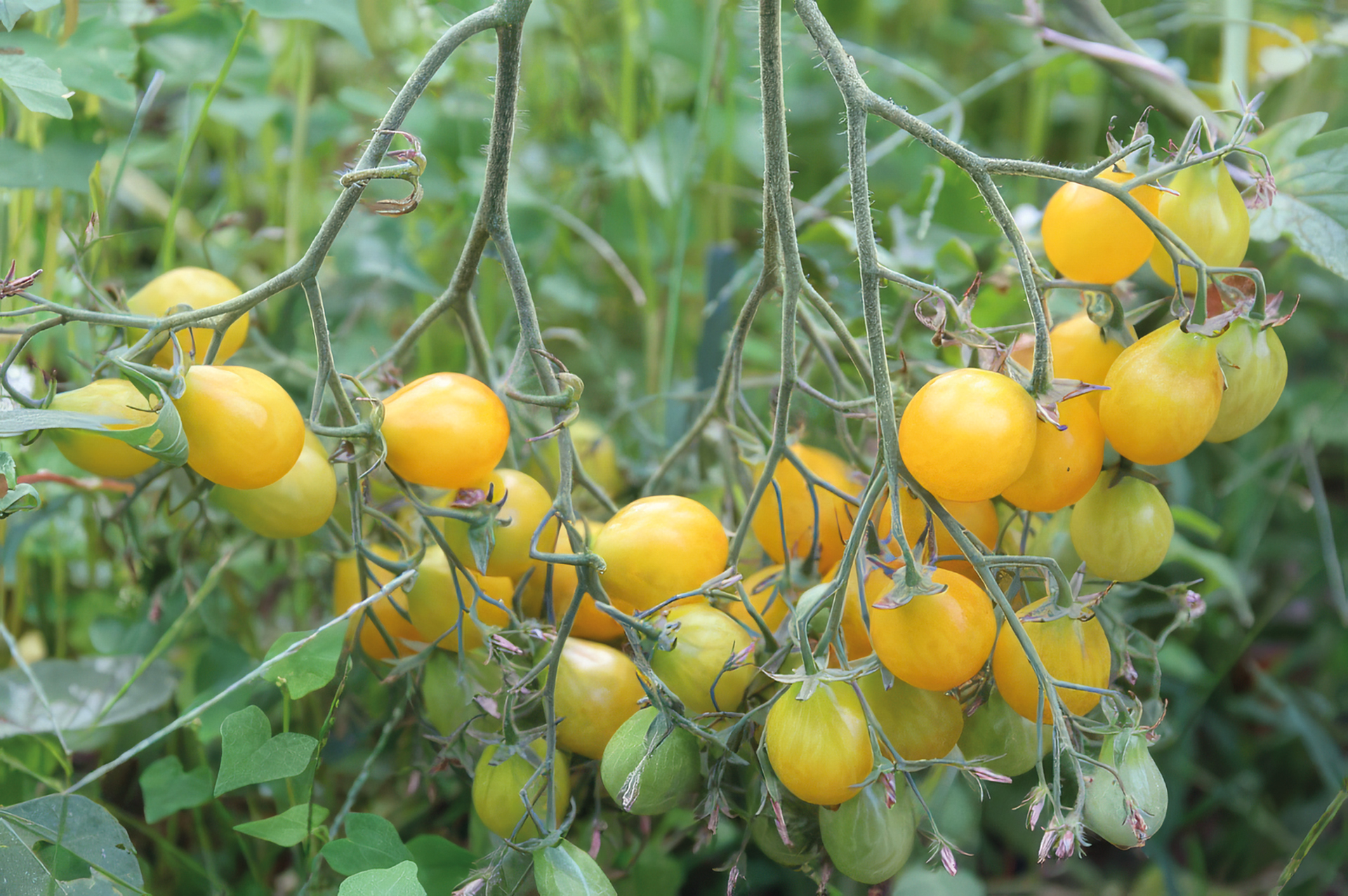 Cocktailtomate Gelbe Dattelwein