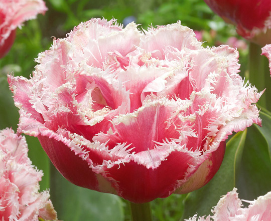 Nahaufnahme der Crispa-Tulpe Brest mit gefüllter rosaroter Blüte und weiß gefranstem Rand, ideal für den Frühlingsgarten