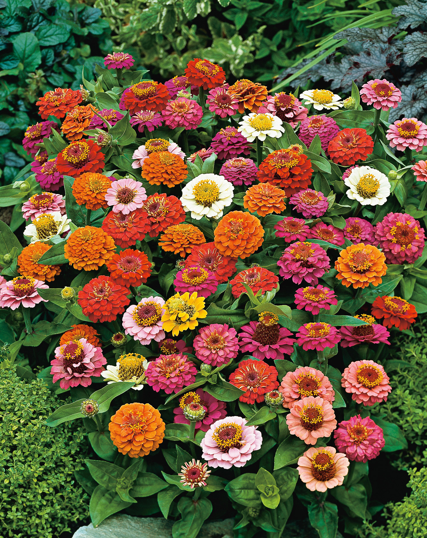 Zwergzinnien Thumbelina Mischung von Samen-Fetzer mit kleinen halbgefüllten bis gefüllten Blüten in Rosa, Orange, Rot und Weiß, ideal für Beete, Einfassungen und Schalen