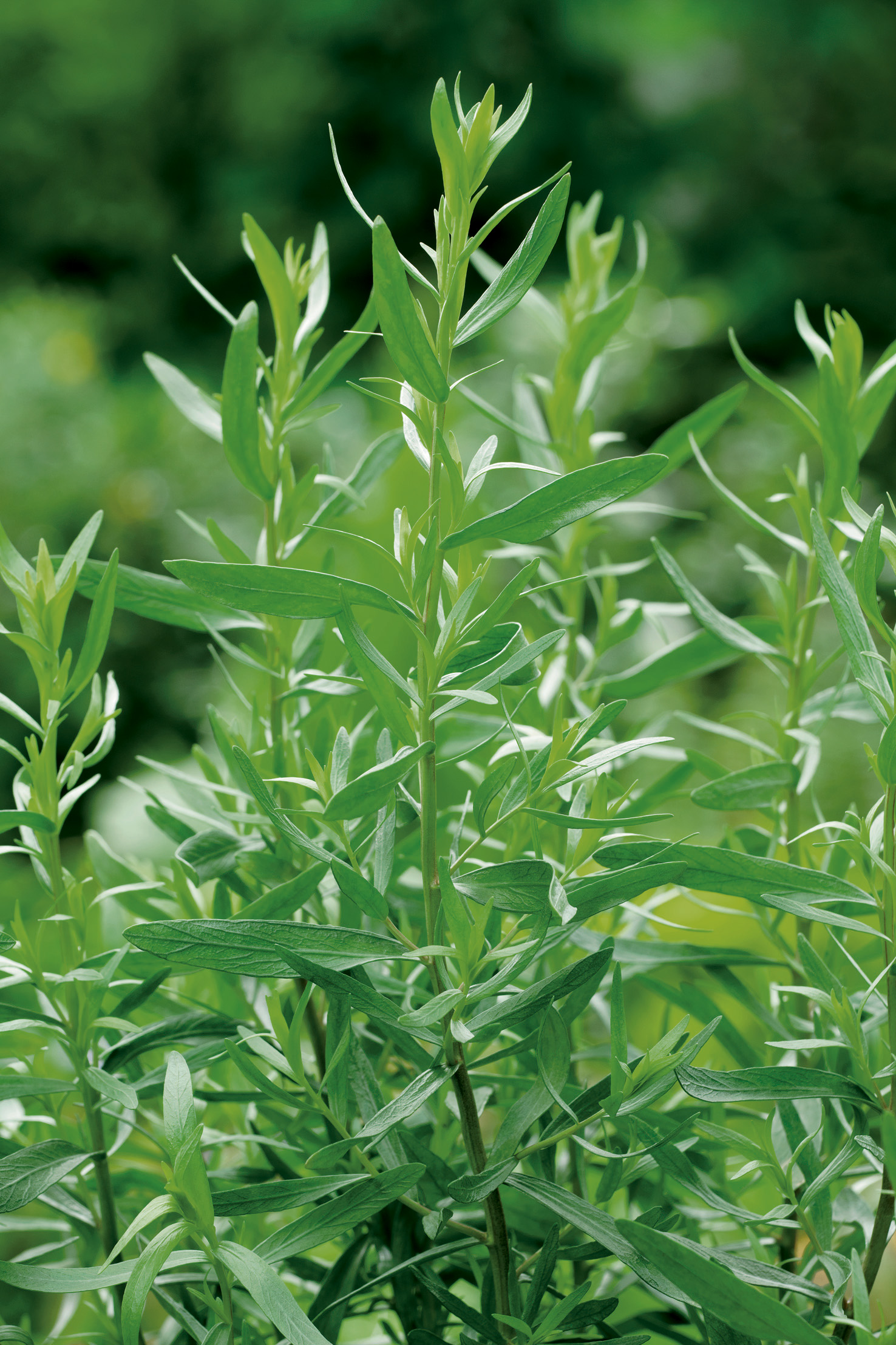 Estragon Russischer von Samen-Fetzer mit dunkelgrünen, schmalen Blättern – aromatisches Gewürzkraut mit süßlicher Anisnote, ideal für Sauce Béarnaise und zum Frischverzehr, Trocknen oder Einfrieren