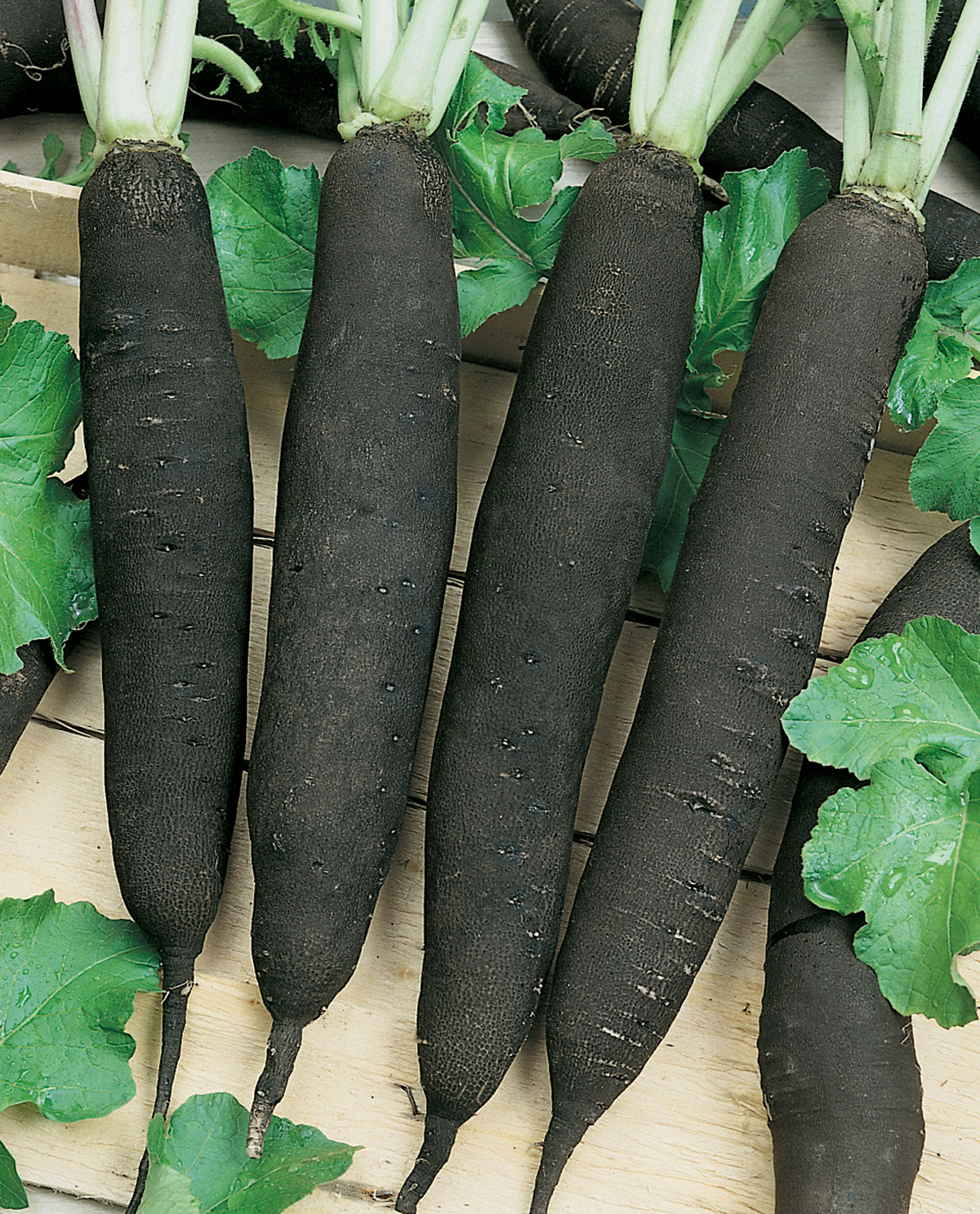 Mehrere lange, schwarze Rettiche der Sorte Rettich Langer Schwarzer mit grünen Blättern – ertragreicher, scharf schmeckender und gut lagerfähiger Rettich von Samen-Fetzer.