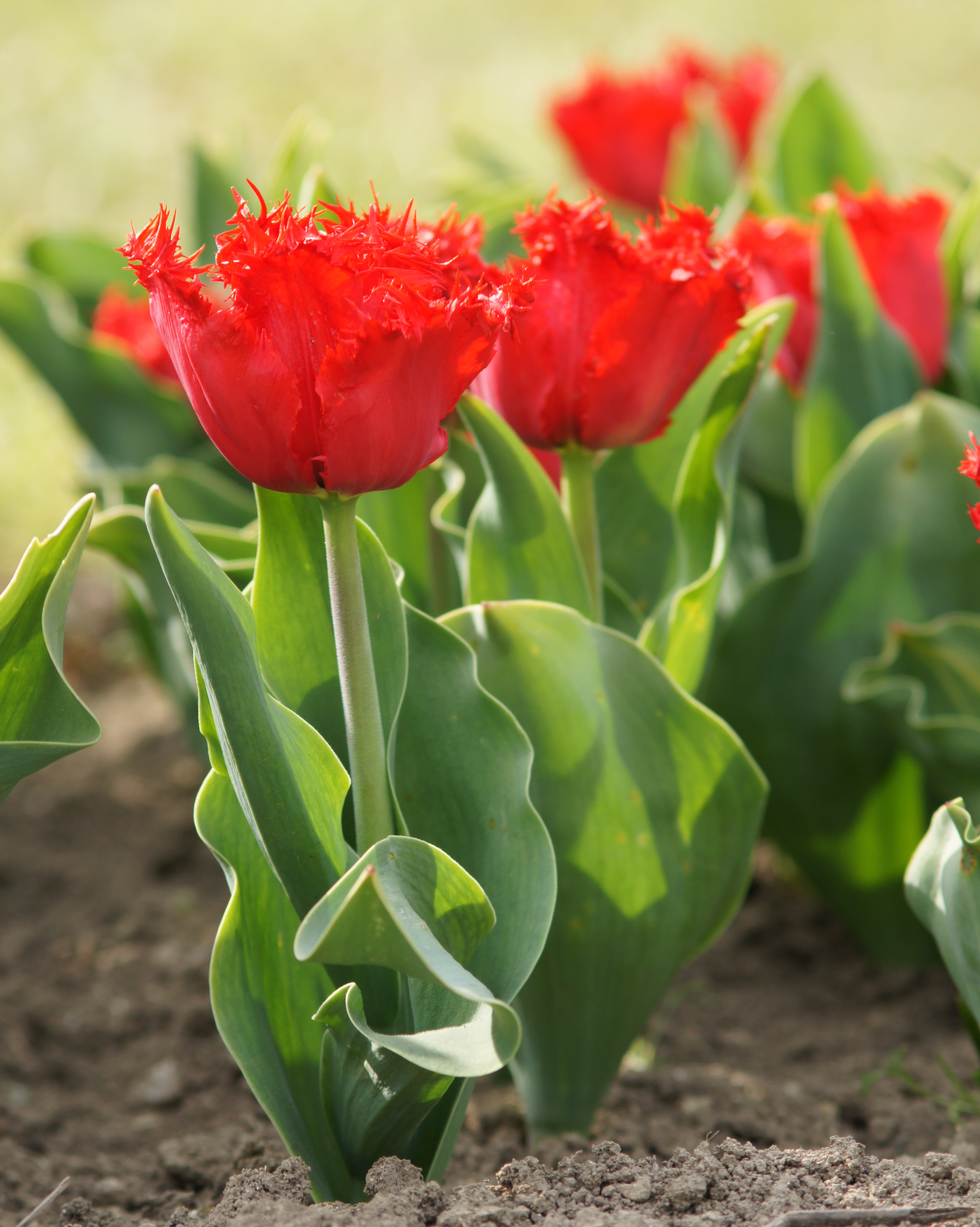 Nahaufnahme von roten gefransten Tulpen mit grünen Blättern im Garten