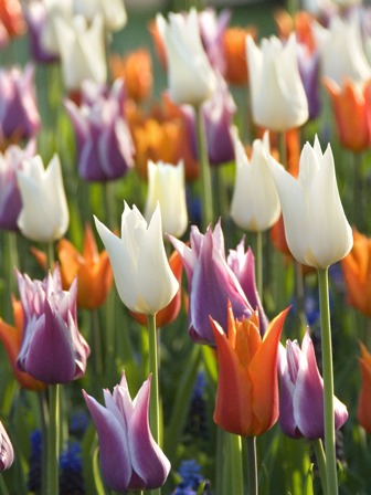 Bunte Frühlings-Tulpen: weiße, orange und violette Tulpen in einem Beet
