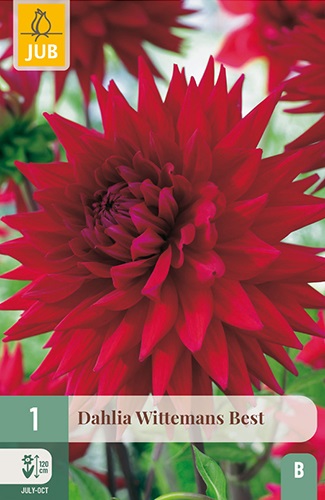 Kaktus-Dahlie Witteman's Best