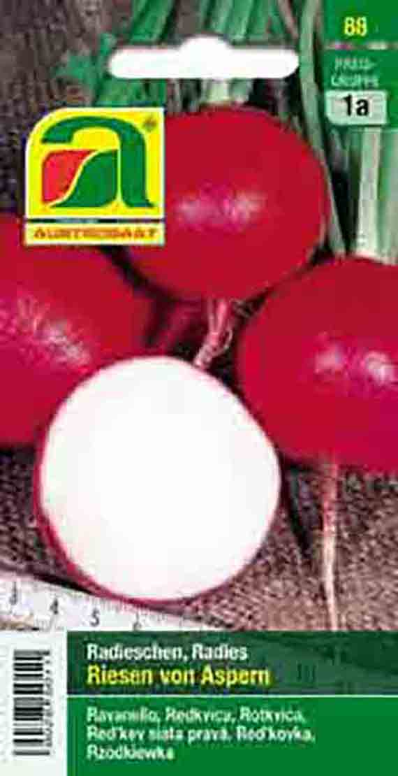 Radies Riesen von Aspern