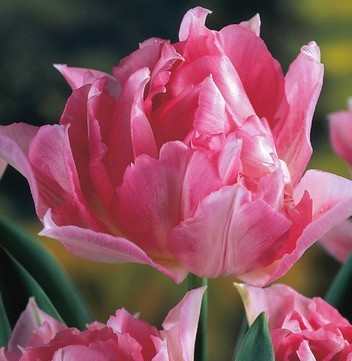 Nahaufnahme der gefüllten frühen Tulpe Peach Blossom mit kompakt gefüllter, rosafarbener Blüte – ideal für Garten, Topf und Balkonkasten
