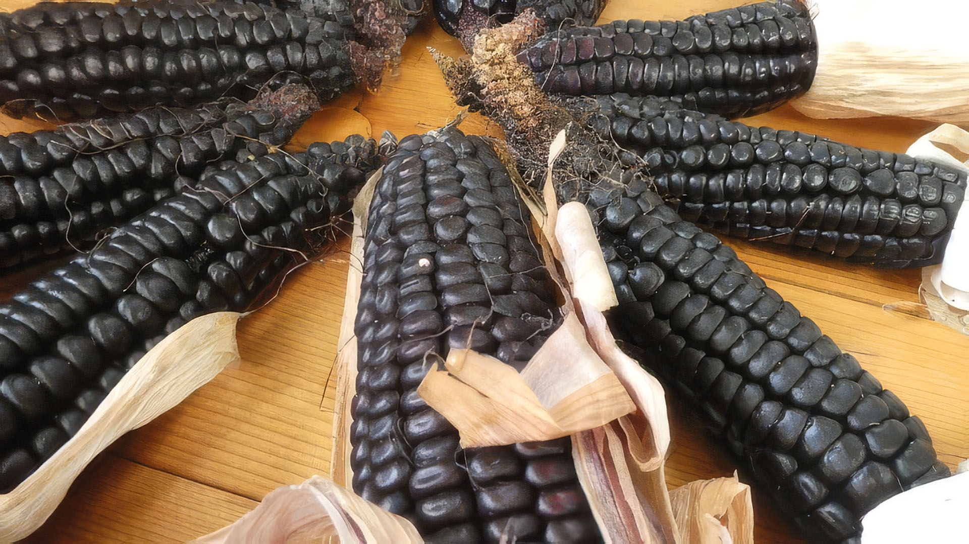 Speisemais Schwarzer Tessiner