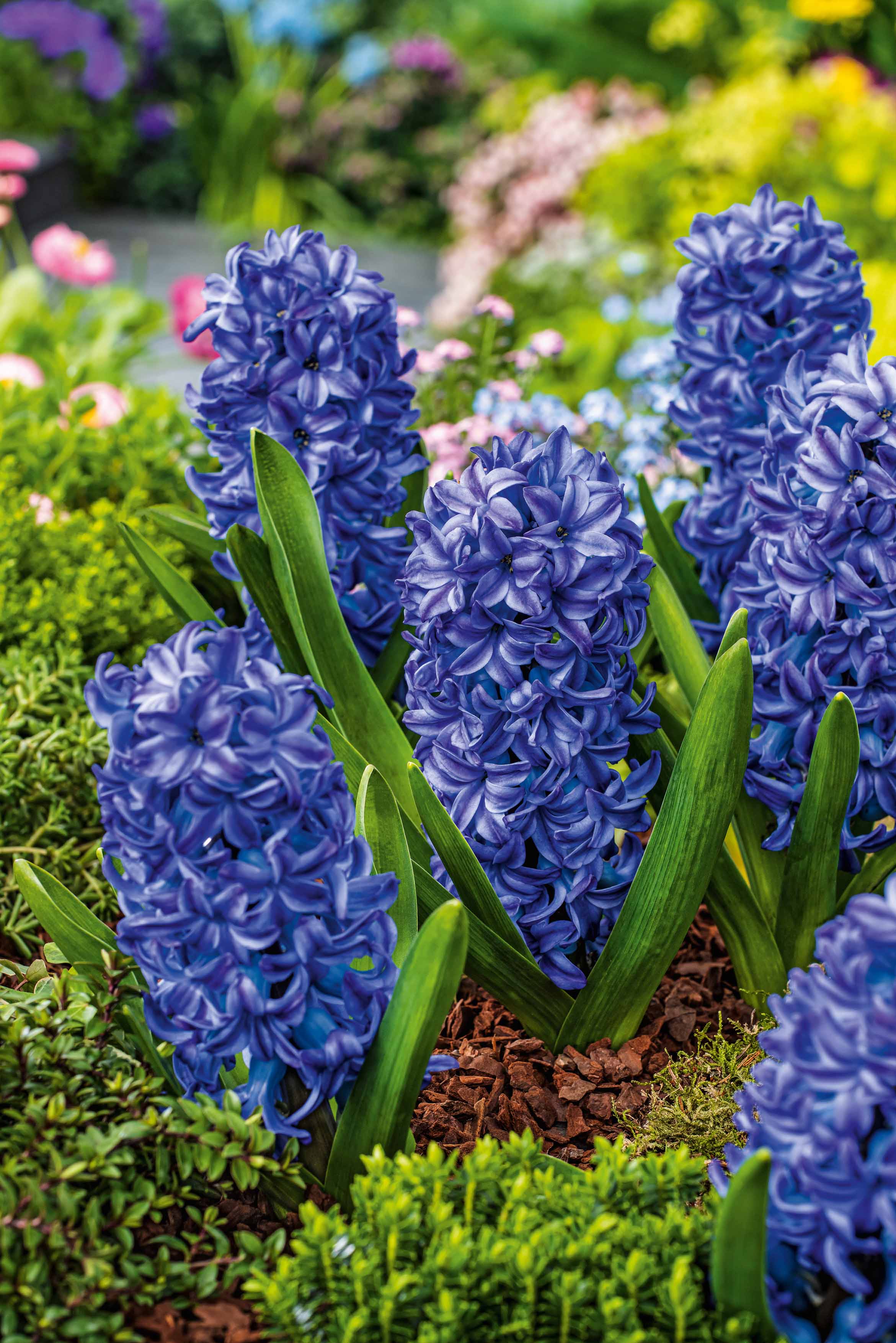 Nahaufnahme mehrerer blauer Hyazinthen mit dichten Blütenständen und grünen Blättern in einem bunten Gartenbeet