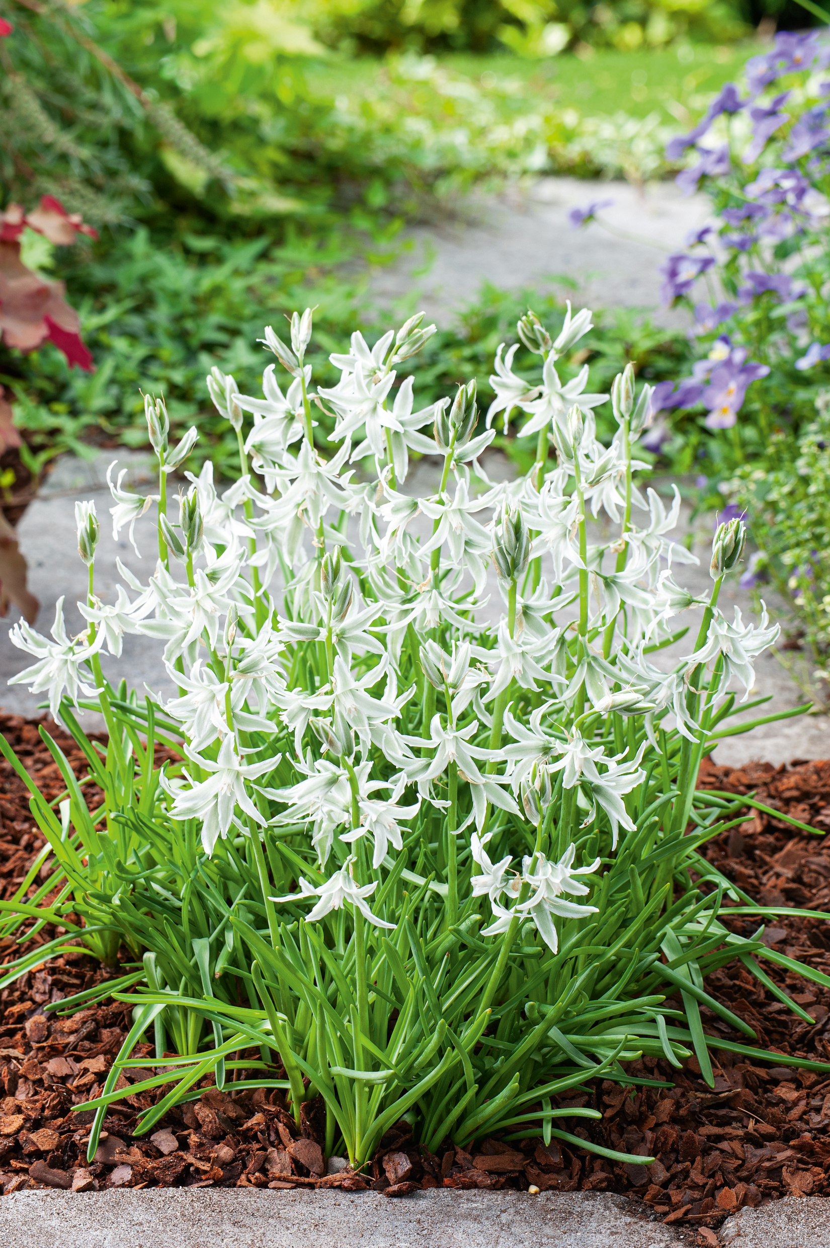 50121_Omithogalum_nutans Nahaufnahme weißer, sternförmiger Frühlingsblüten auf grünen Blättern in Mulchbeet