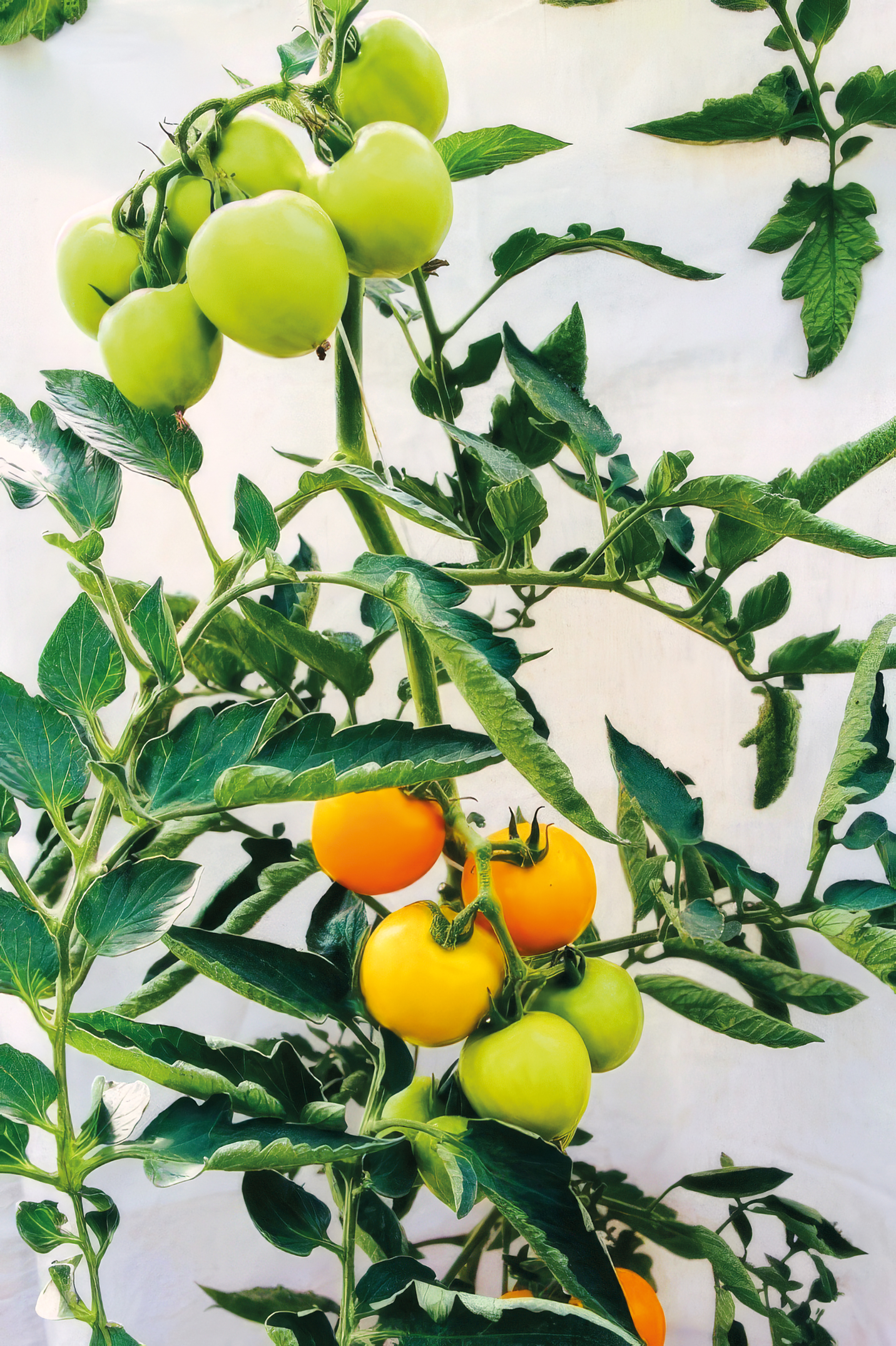 Tomate Duttingold