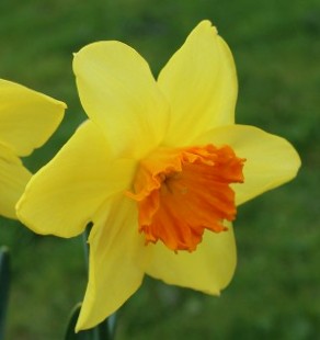 Nahaufnahme der großkronigen Narzisse Fortune mit leuchtend gelben Blütenblättern und großer zart orangefarbener Krone, ideal für Garten, Topf und als Schnittblume