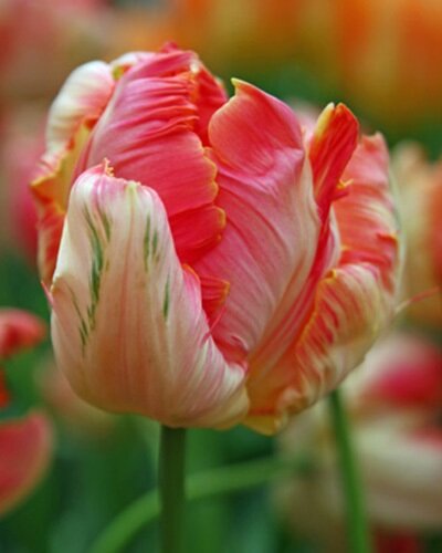 Nahaufnahme der Papagei-Tulpe Apricot Parrot mit apricot-rosa, gewellten Blütenblättern und grünen Streifen – dekorative Tulpenzwiebel für den Frühlingsgarten
