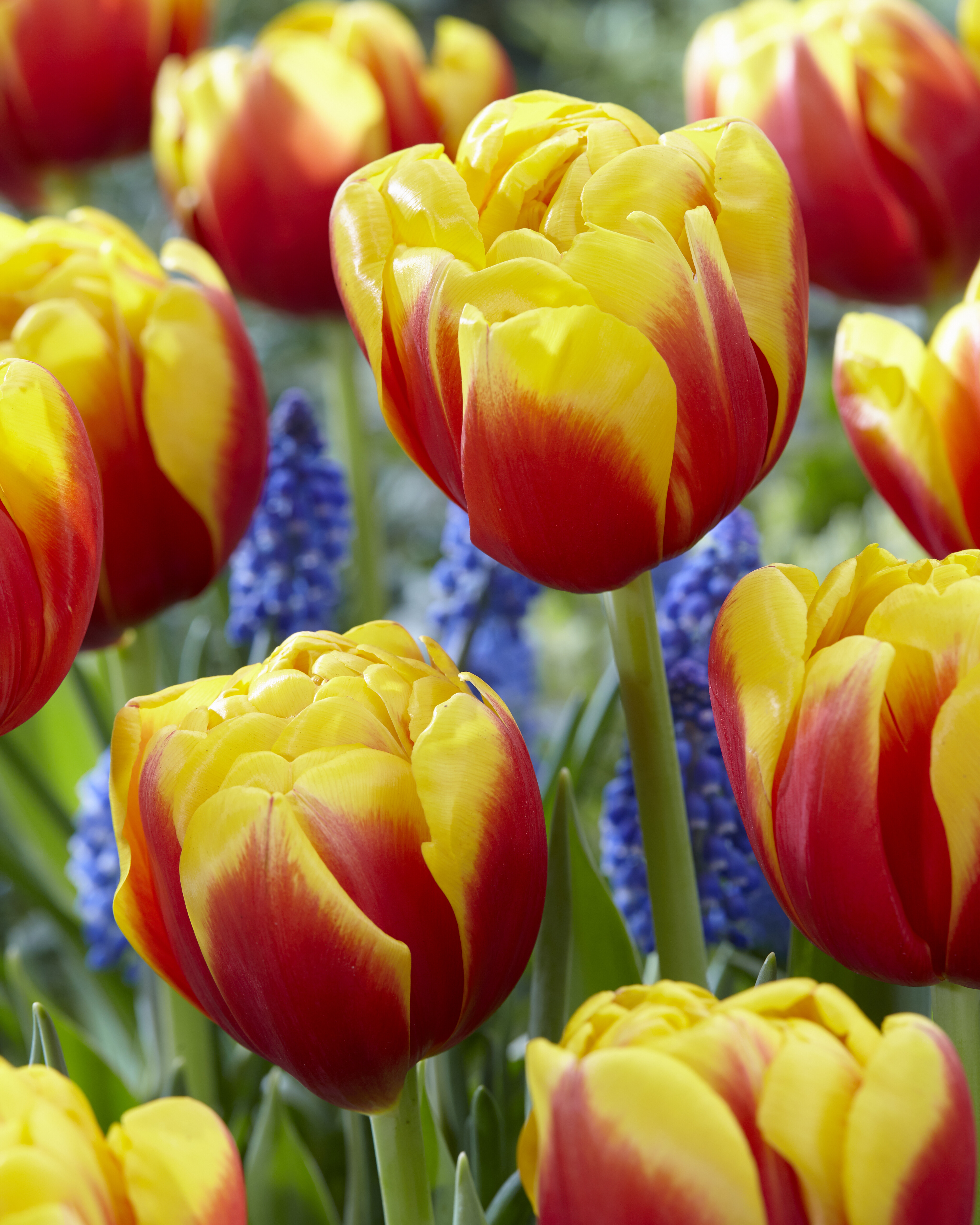 52089_Gef. frühe Tulpen Shell_visi169607_VP Nahaufnahme von roten und gelben Tulpenblüten mit blauen Traubenhyazinthen im Hintergrund.