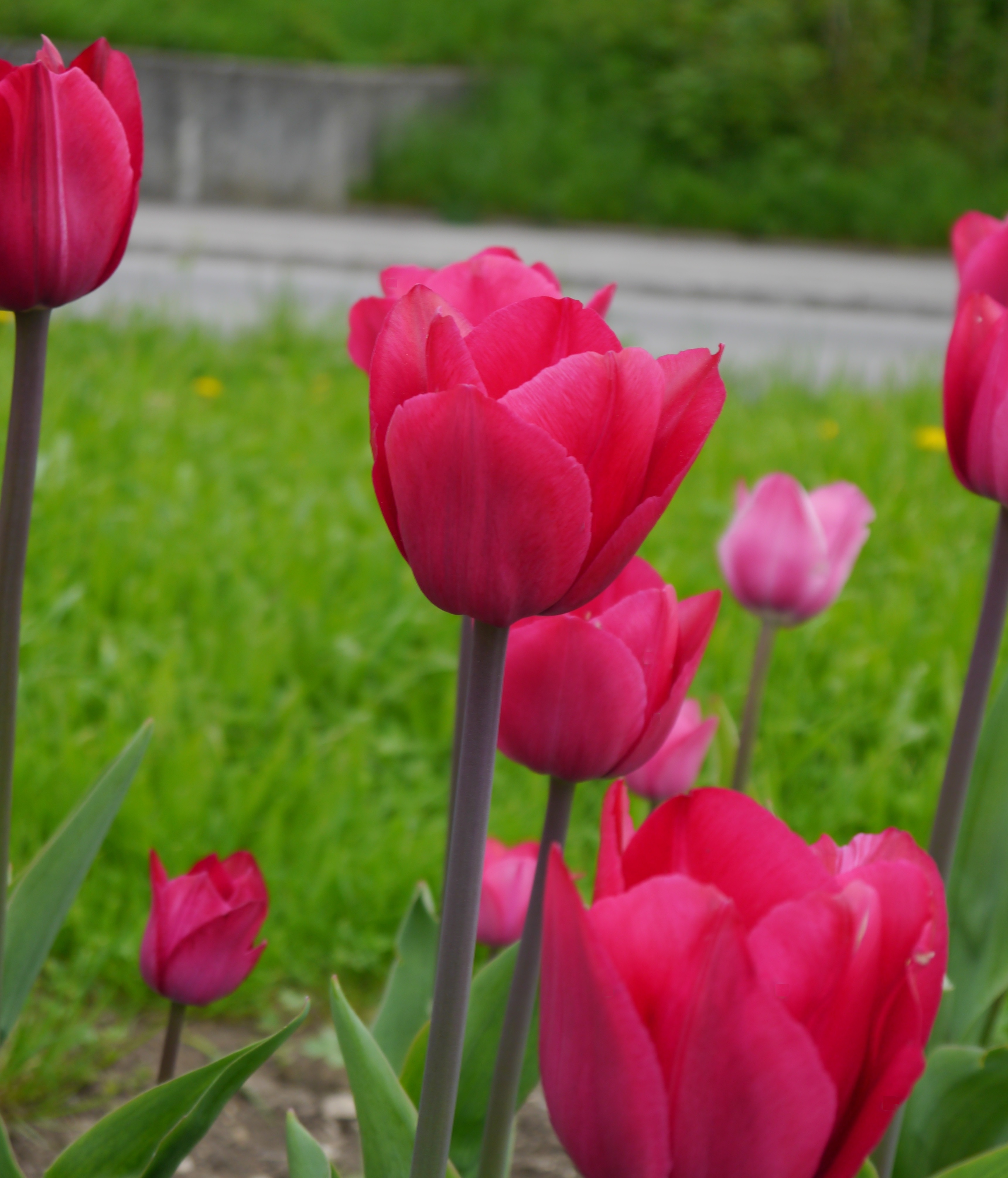 Nahaufnahme mehrerer pink-rote Tulpen im Blumenbeet vor grünem Rasen
