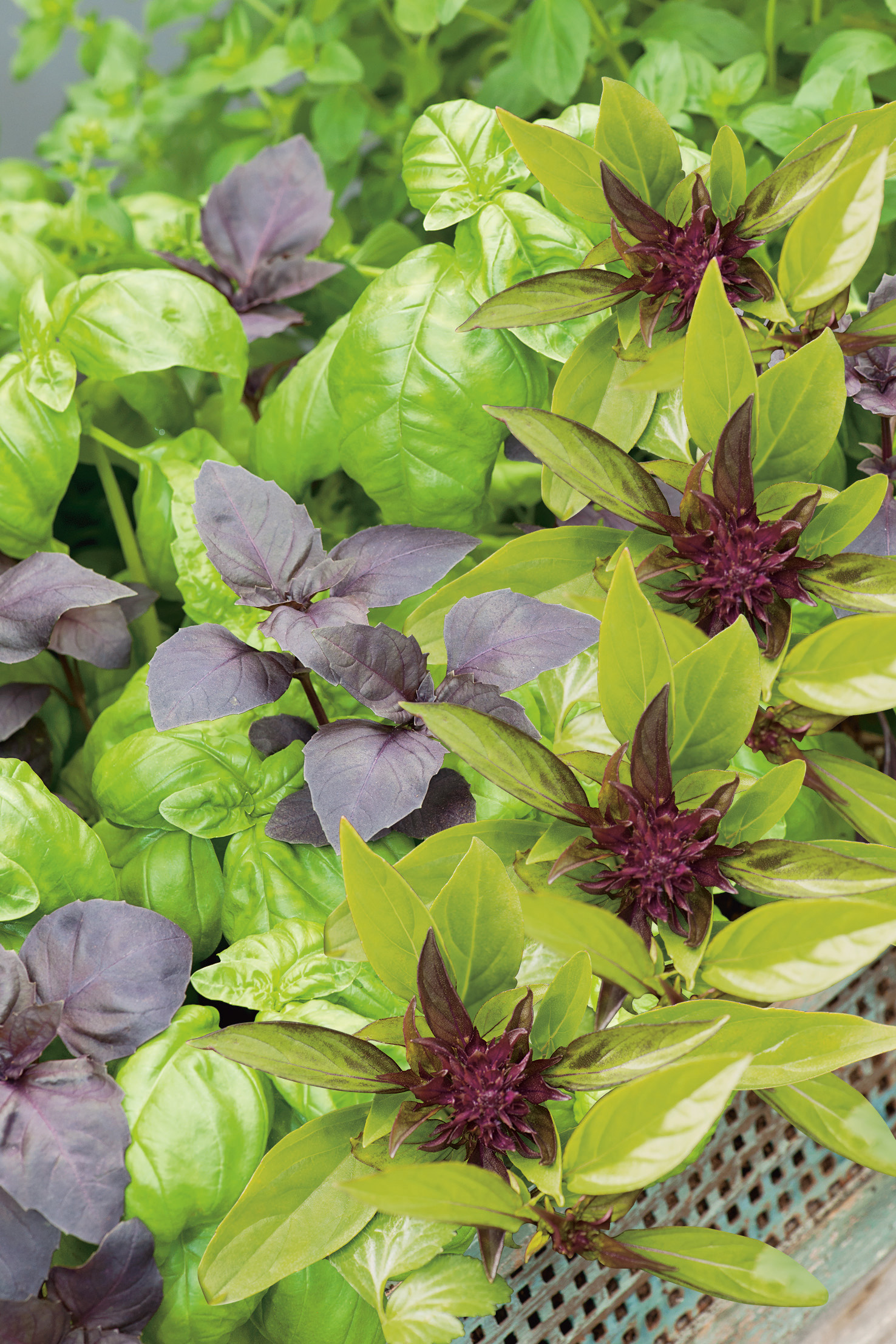 Saatband Basilikum Gusto Trio