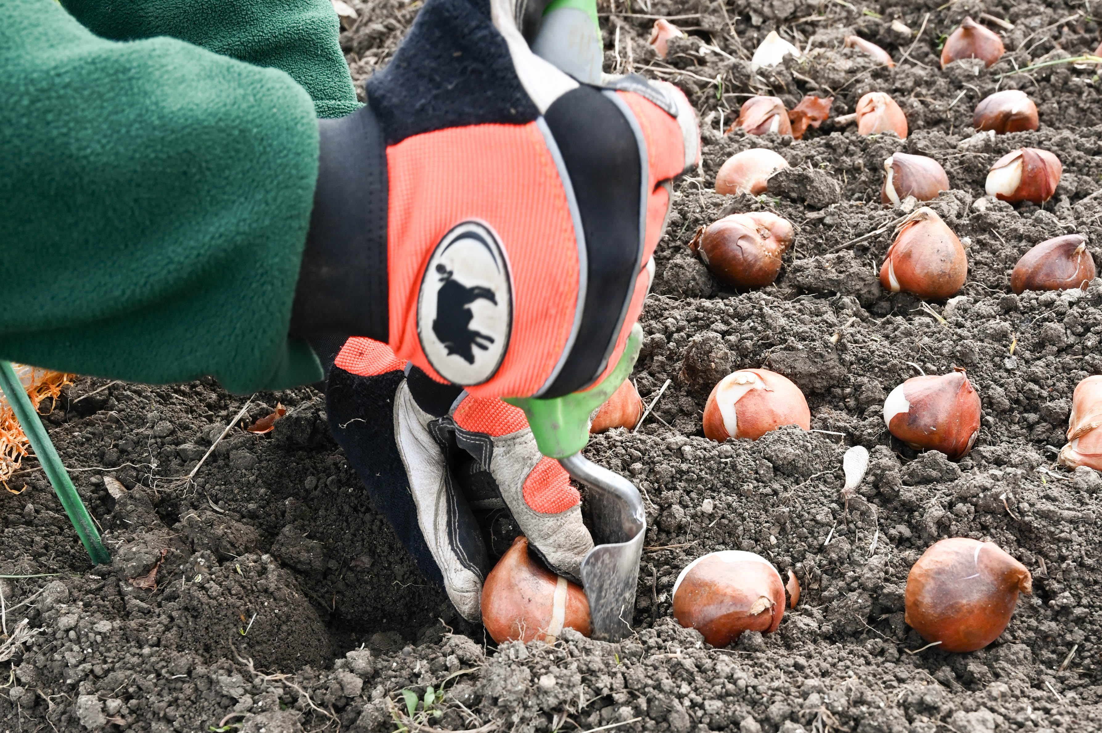 Gärtner bei der Pflanzung von Blumenzwiebeln im Boden