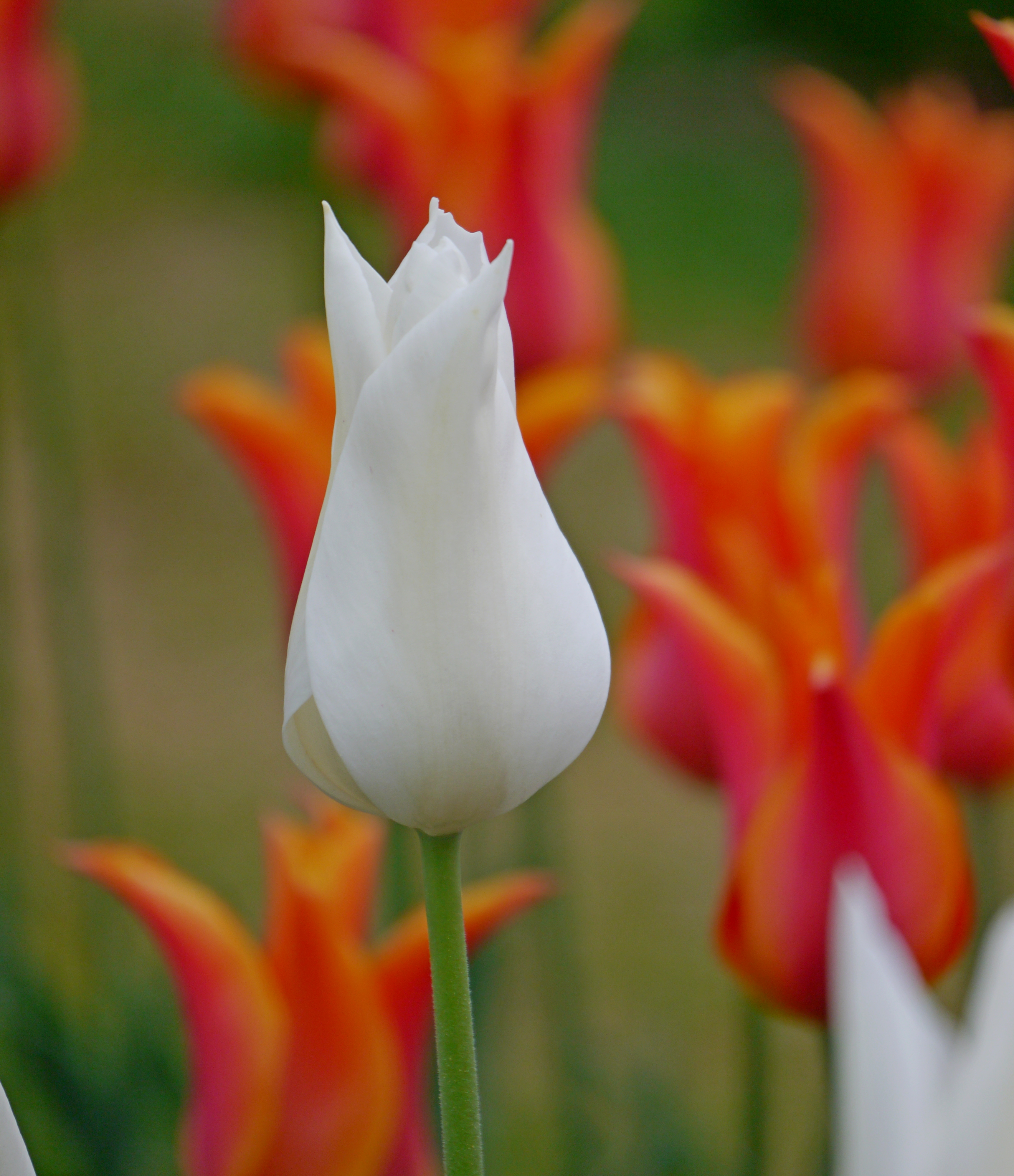 Nahaufnahme der lilienblütigen Tulpe White Triumphator mit elfenbeinweißer, elegant geformter Blüte im Frühlingsgarten