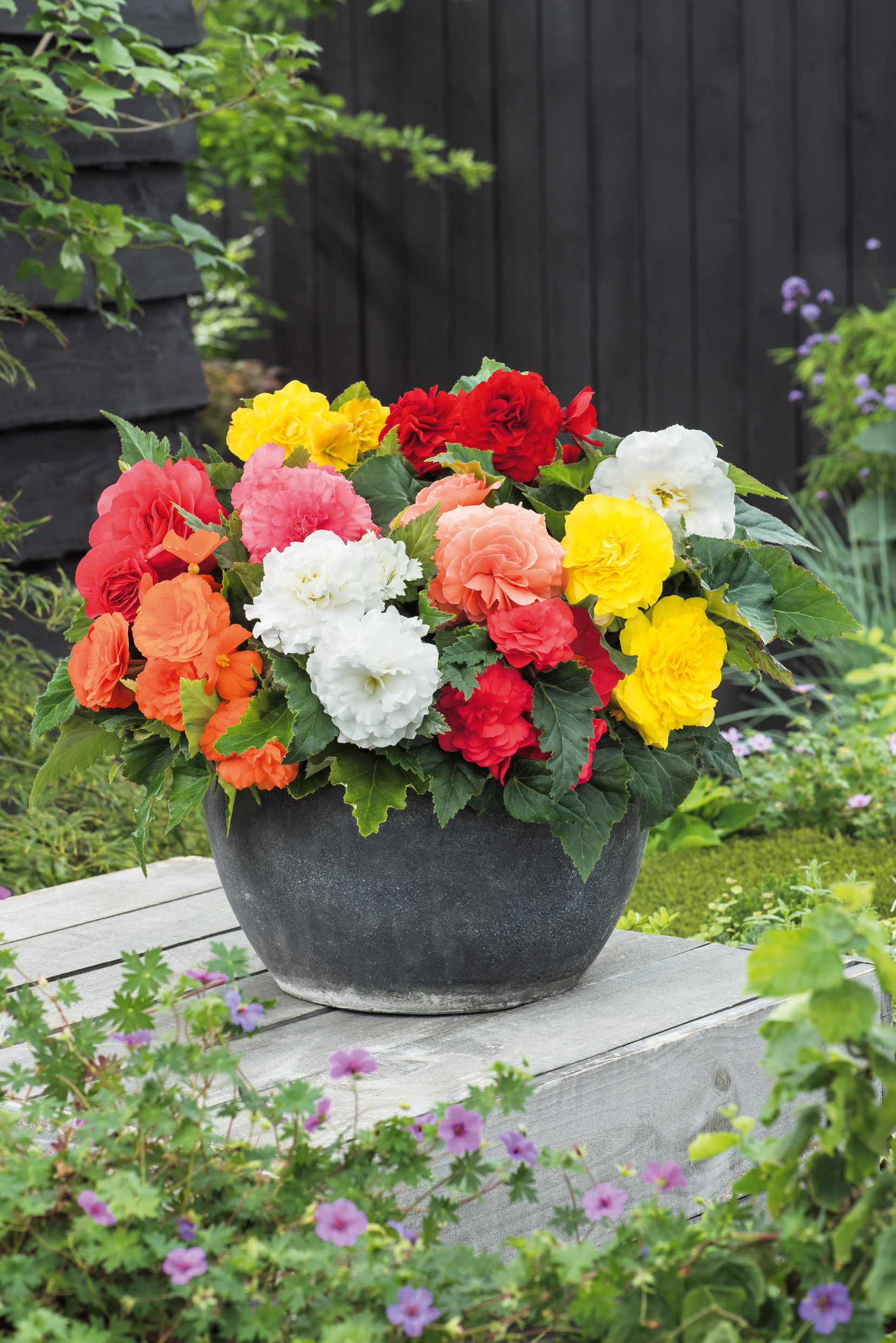 2740_Knollenbegonien Mix Topf mit buntem Begonien-Mix: große gefüllte Blüten in Rot, Weiß, Gelb, Orange und Rosa auf einer Holzbank im Garten