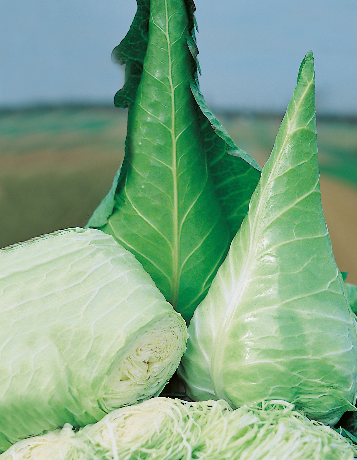 Weißkohl Great Oxheart