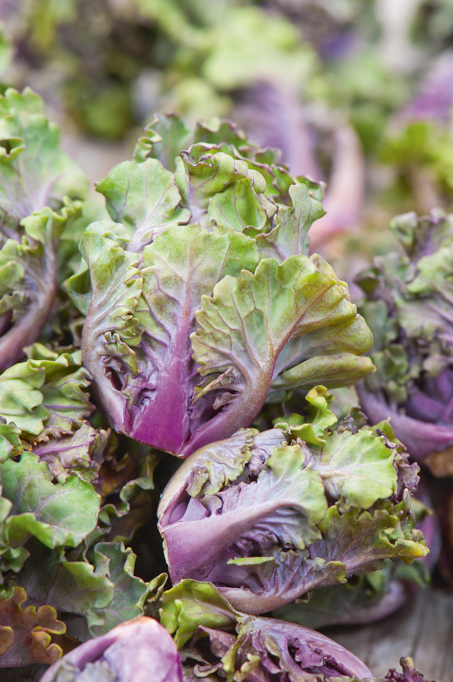 Nahaufnahme: frischer lila-grüner Blattkohl mit krausen, gewellten Blättern