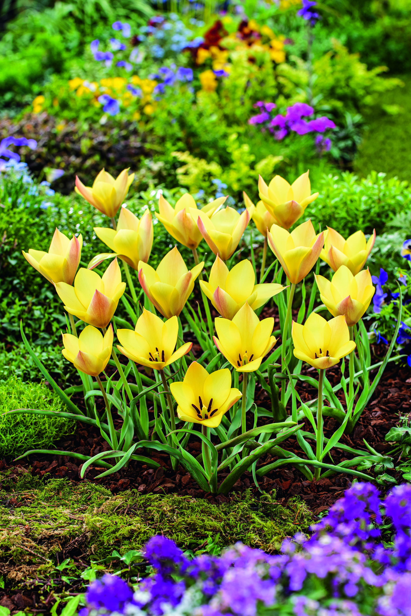 52935_60006285_FM Nahaufnahme von gelben Frühlings-Tulpen in einem Zierbeet, geöffnete Blüten mit grünen Blättern im Vordergrund und violette sowie gelbe Blumen im verschwommenen Hintergrund