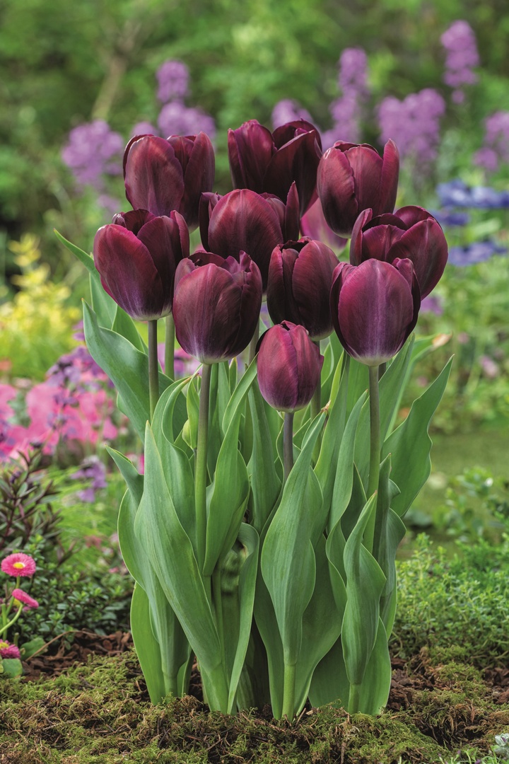Triumph-Tulpe Kansas Proud mit samtigen, tief purpurvioletten Blüten und standfestem Wuchs im Frühlingsgarten