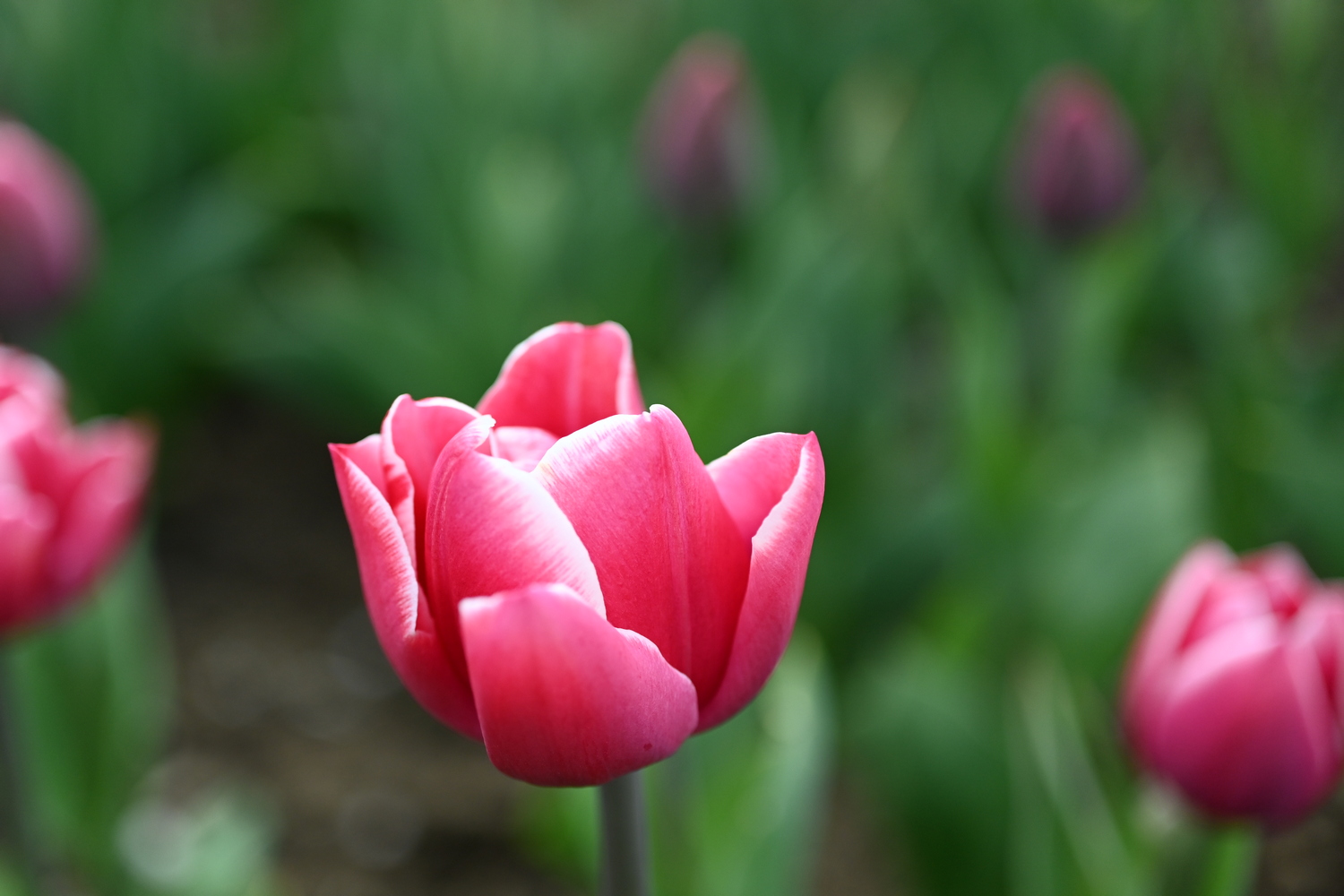 Nahaufnahme einer rosa Tulpe mit geöffneten Blütenblättern, unscharfem grünem Hintergrund