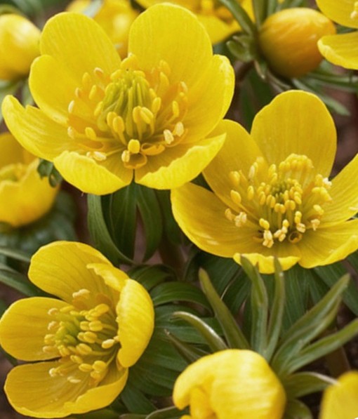 50053_Eranthis cilicica Nahaufnahme gelber Winterling-Blüten (Eranthis hyemalis) mit Staubblättern und grünen Hochblättern, dekorative frühblühende Bodendecker- und Gartenpflanze